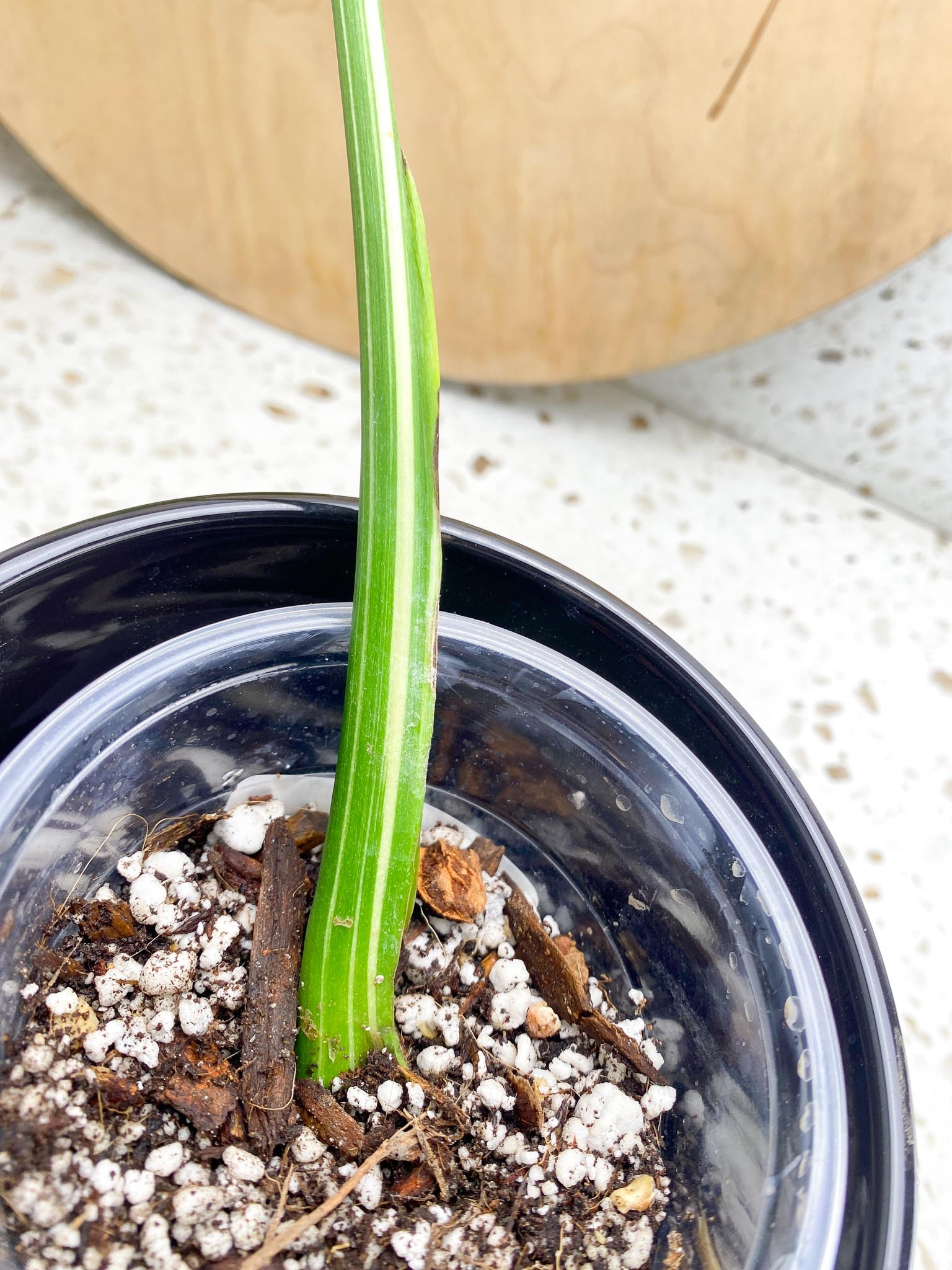 Monstera Thai Constellation Variegated 1 Leaf 1 Node  Rooting