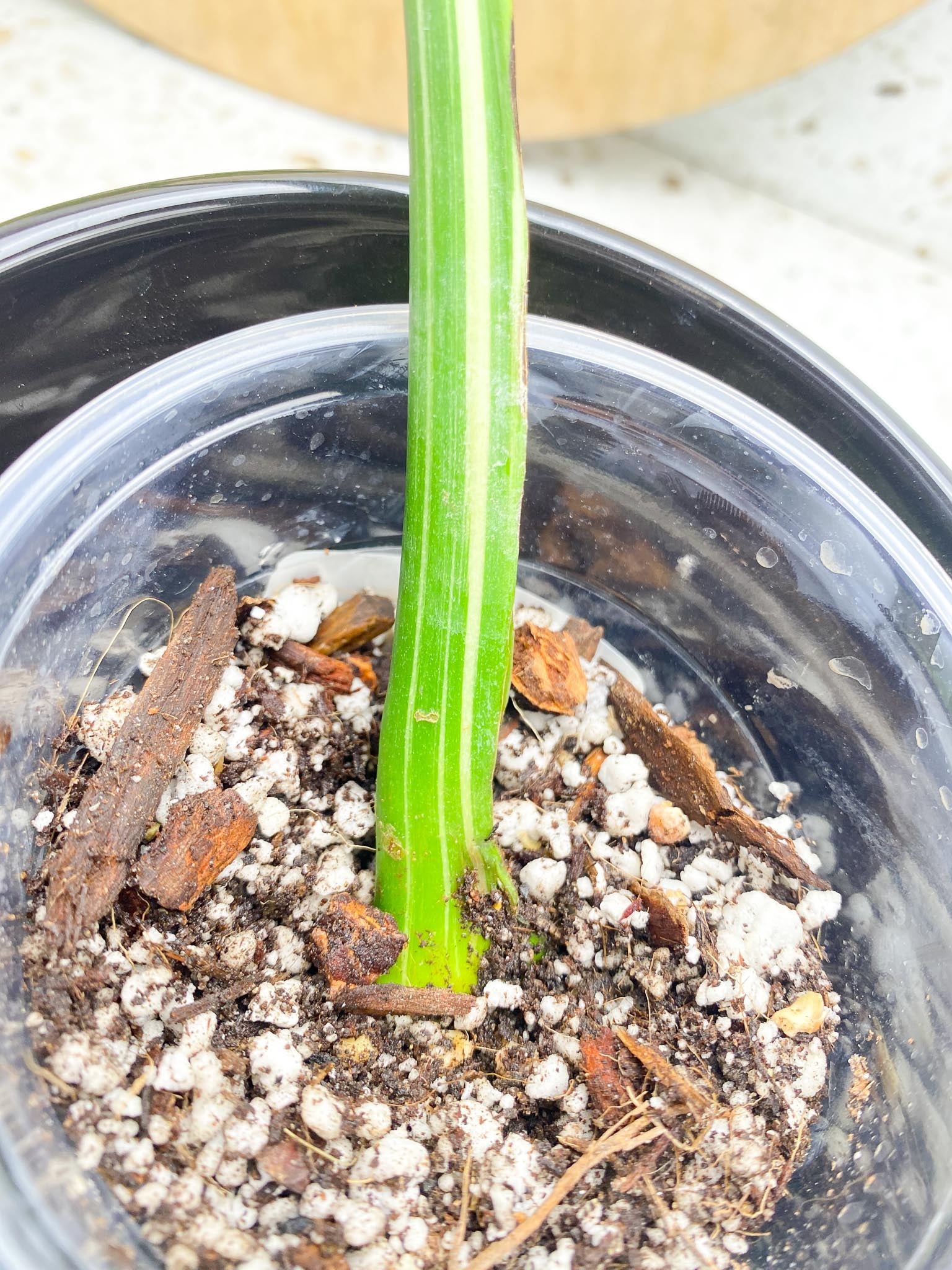 Monstera Thai Constellation Variegated 1 Leaf 1 Node  Rooting