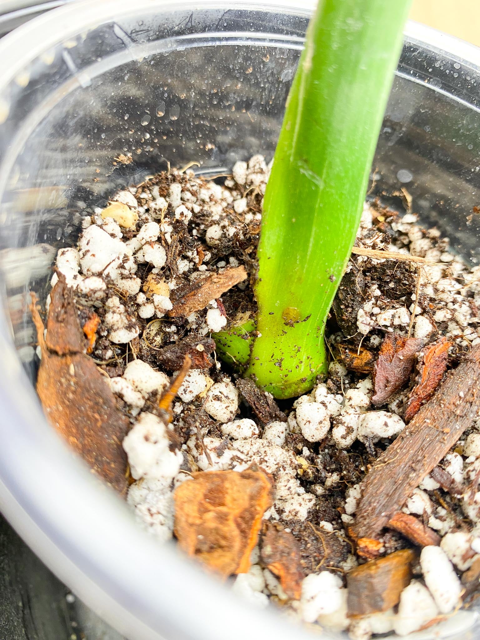 Monstera Thai Constellation Variegated 1 Leaf 1 Node  Rooting