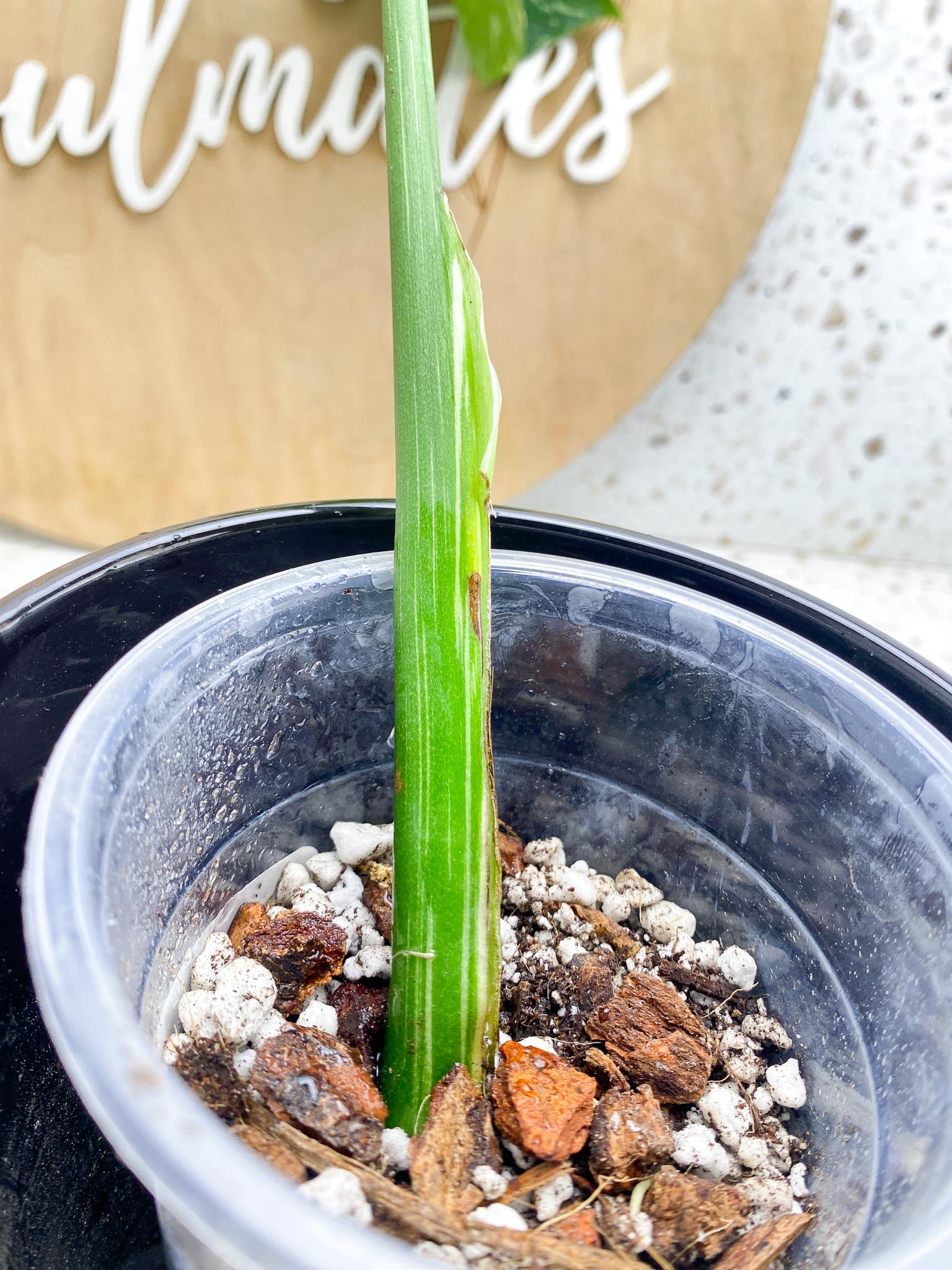 Monstera Thai Constellation Variegated 1 Leaf 1 Node  Slightly Rooted