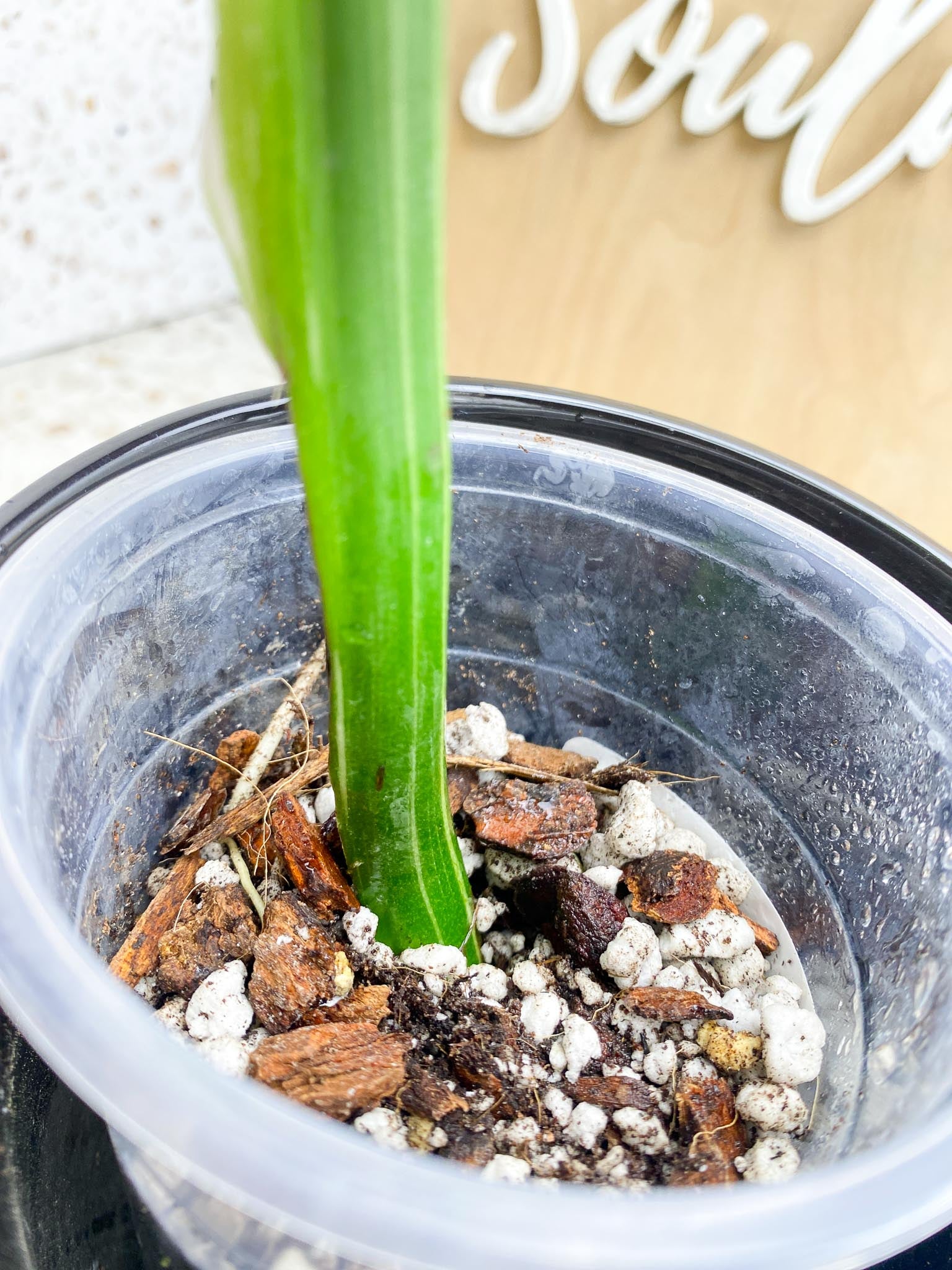 Monstera Thai Constellation Variegated 1 Leaf 1 Node  Slightly Rooted