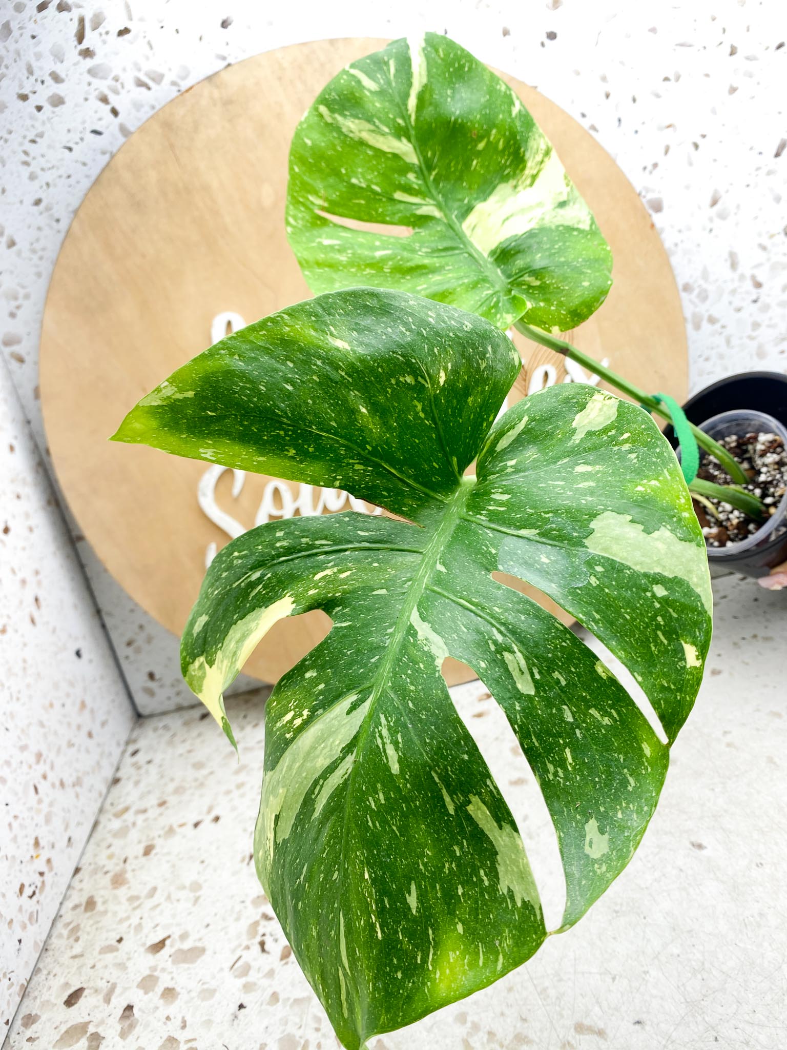 Monstera Thai Constellation Variegated 2 Leaves  2 Nodes  Slightly Rooted