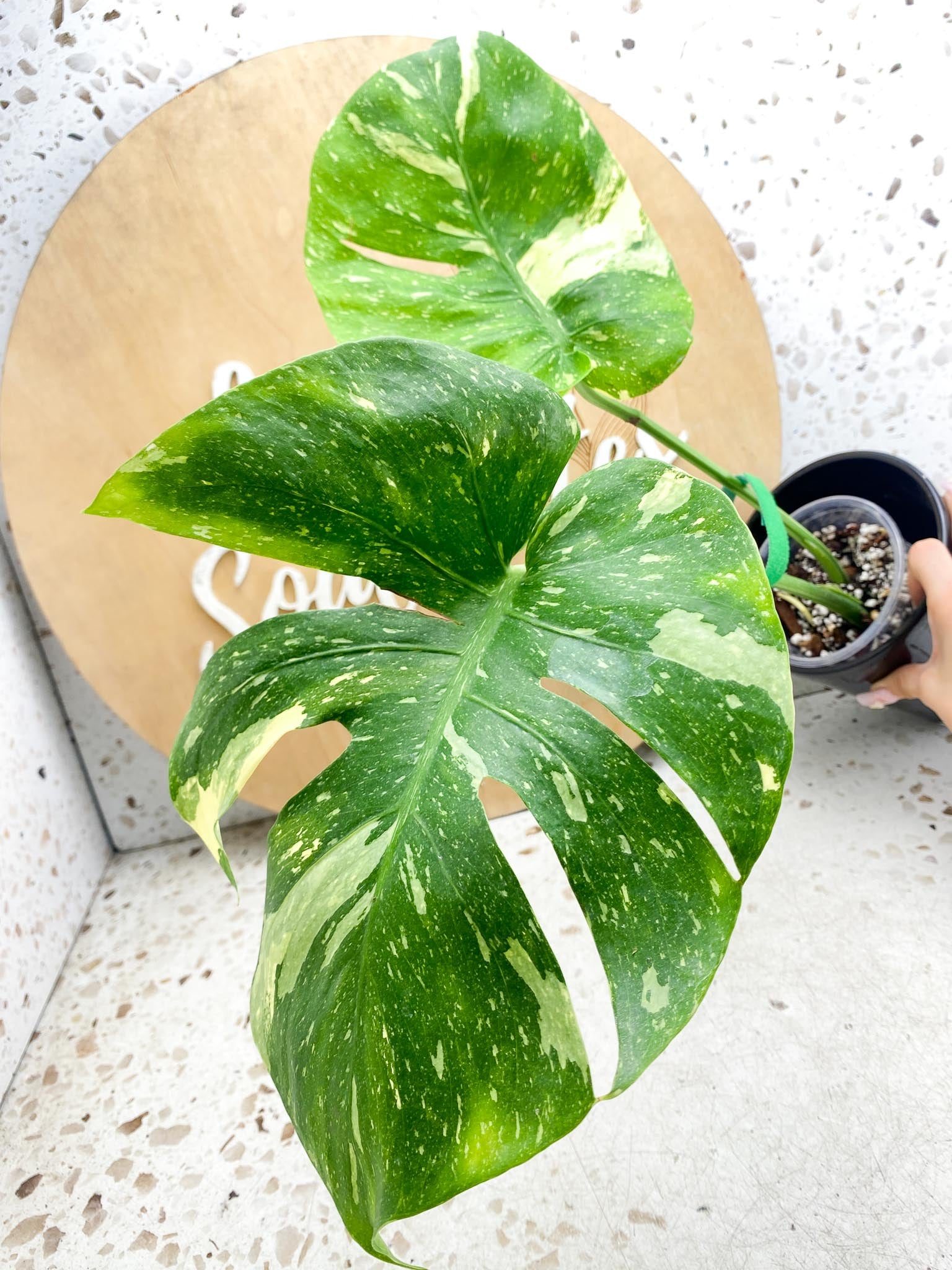 Monstera Thai Constellation Variegated 2 Leaves  2 Nodes  Slightly Rooted