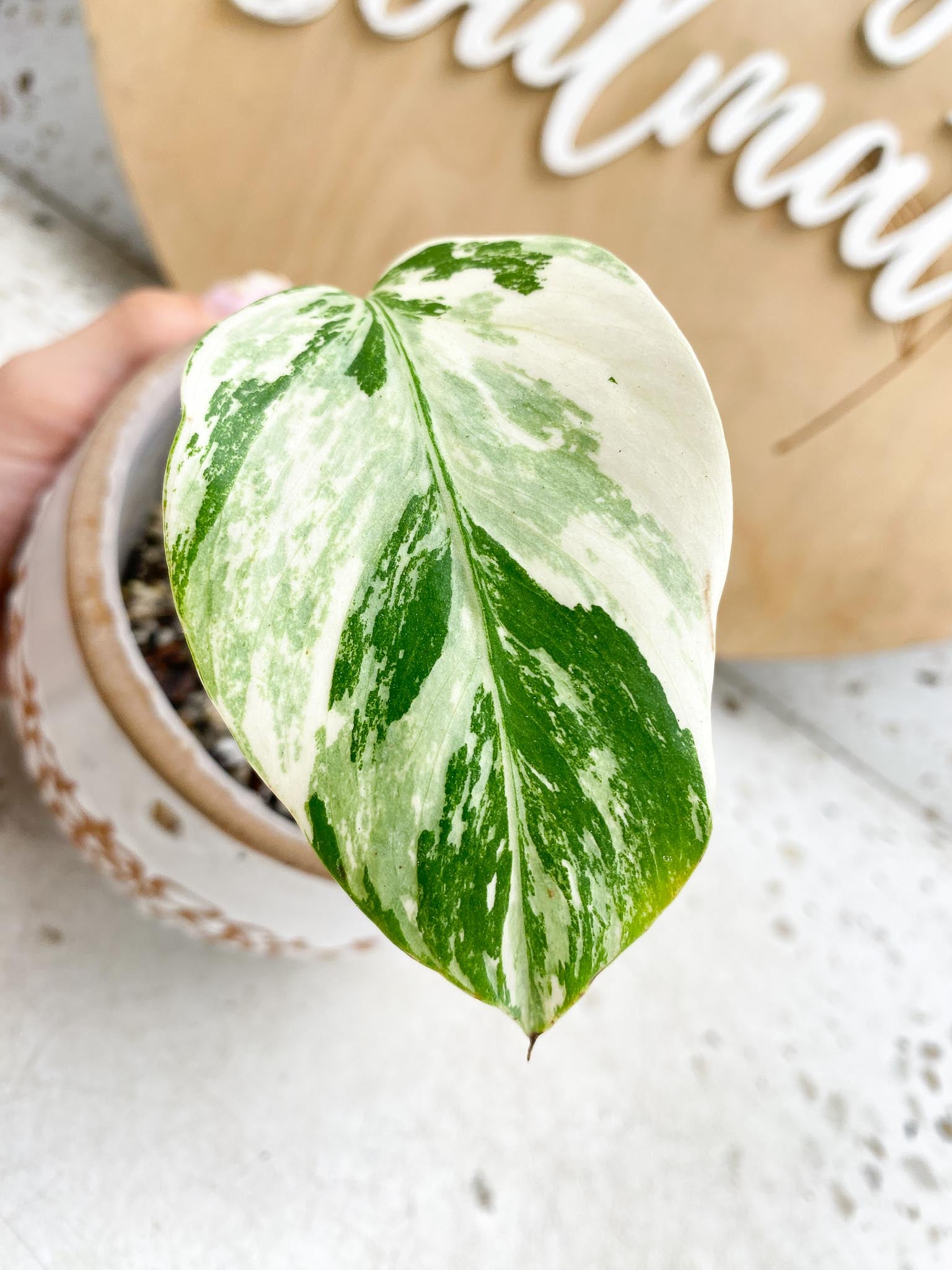 Monstera albo Japanese White Tiger Variegated 1 Leaf 1 Node 1 bud