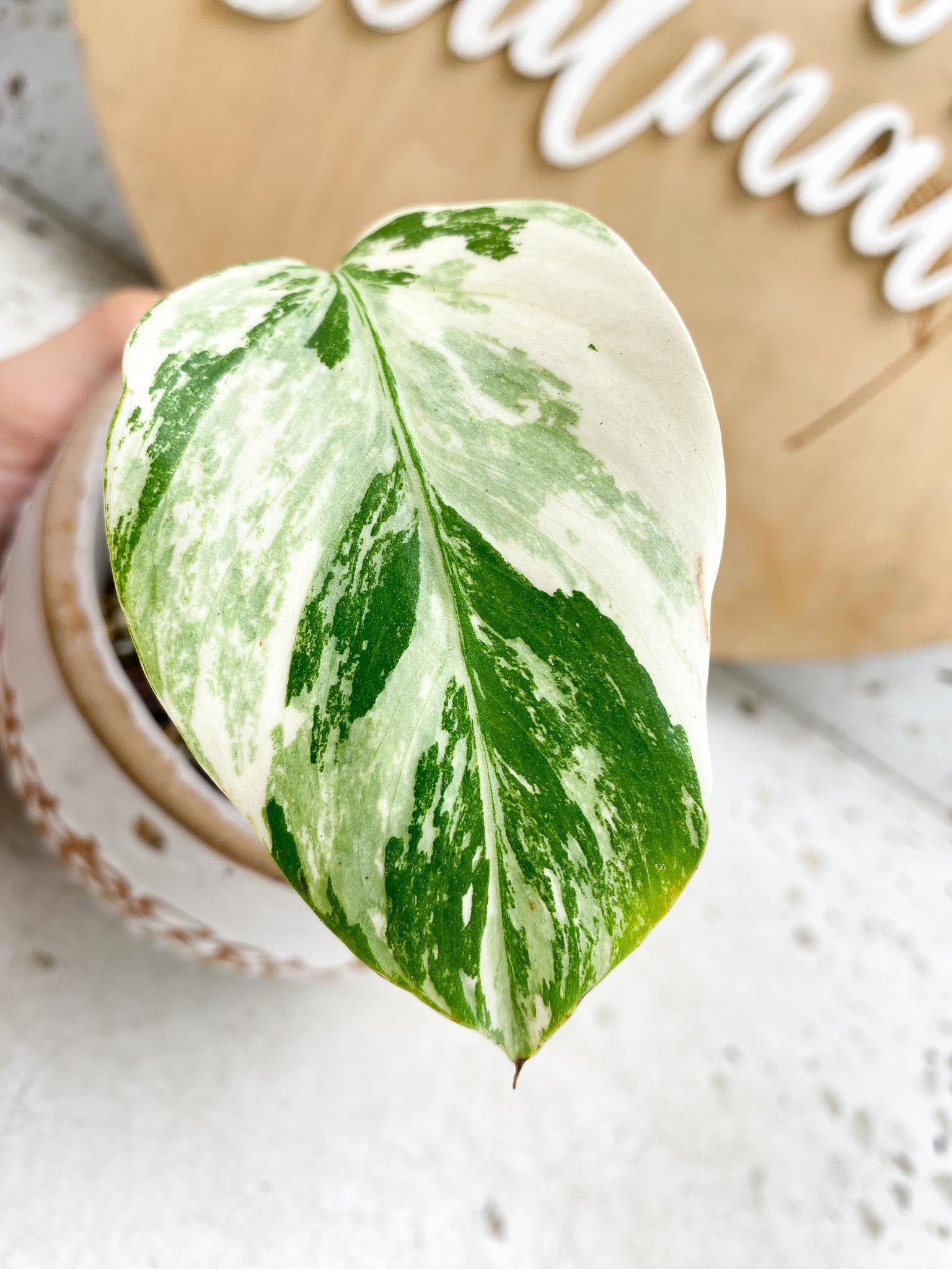 Monstera albo Japanese White Tiger Variegated 1 Leaf 1 Node 1 bud