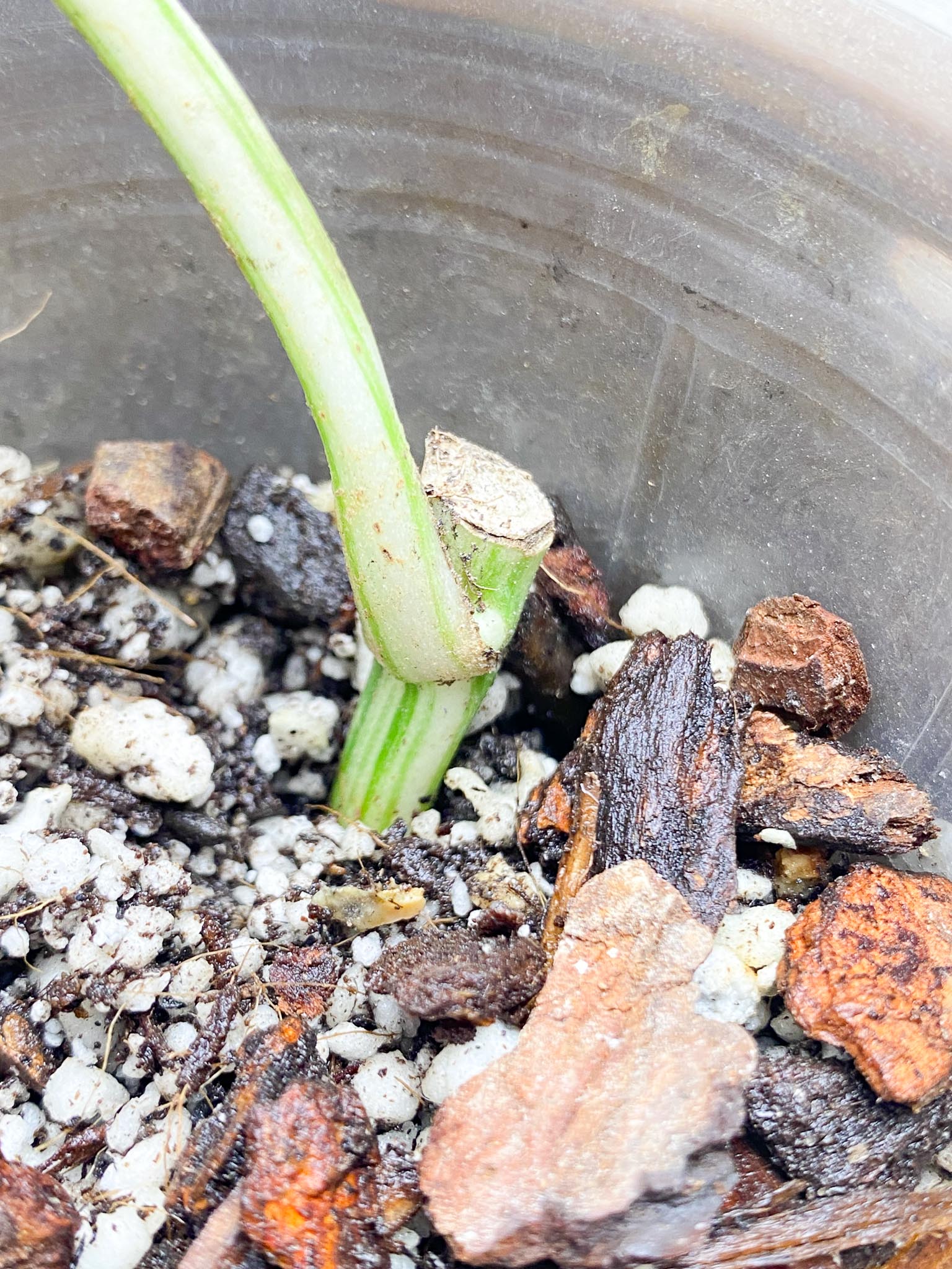 Monstera albo Japanese White Tiger Variegated 1 Leaf 1 Node 1 bud