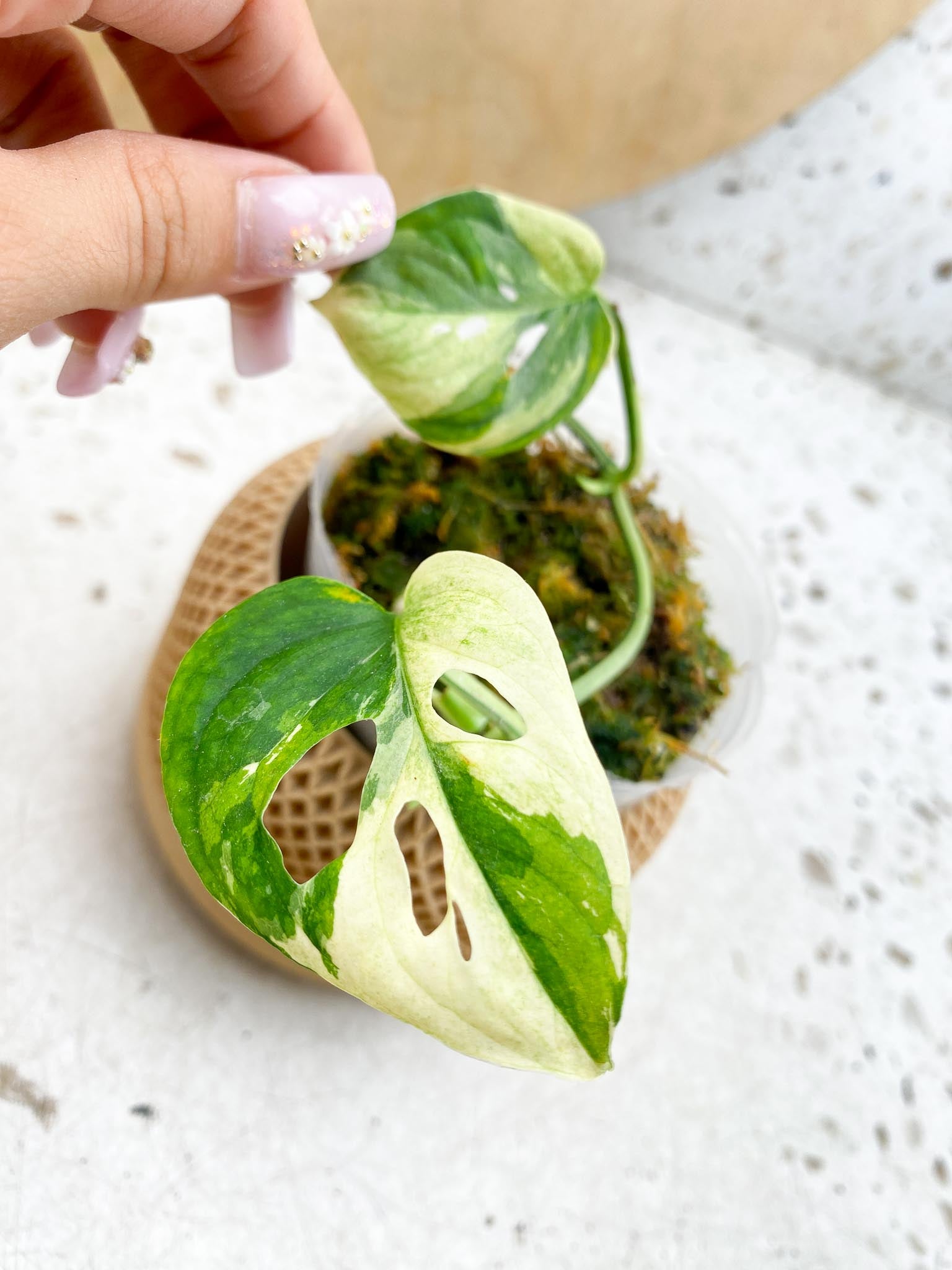 Monstera Acuminata Variegated 2 Leaves  2 Nodes  1 Sprout