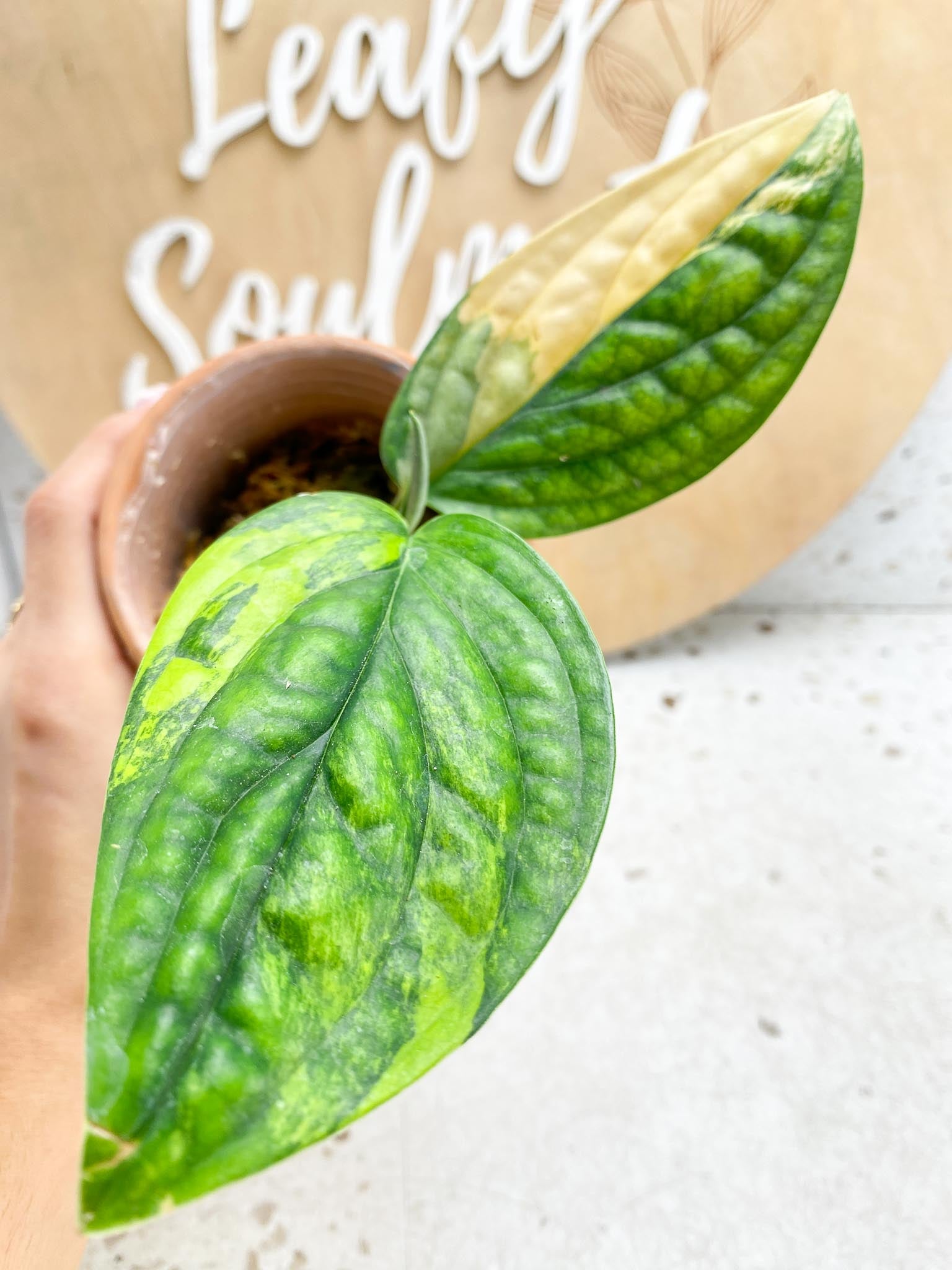 Monstera Peru variegated 2 Leaves  3 Nodes  1 Sprout Slightly Rooted