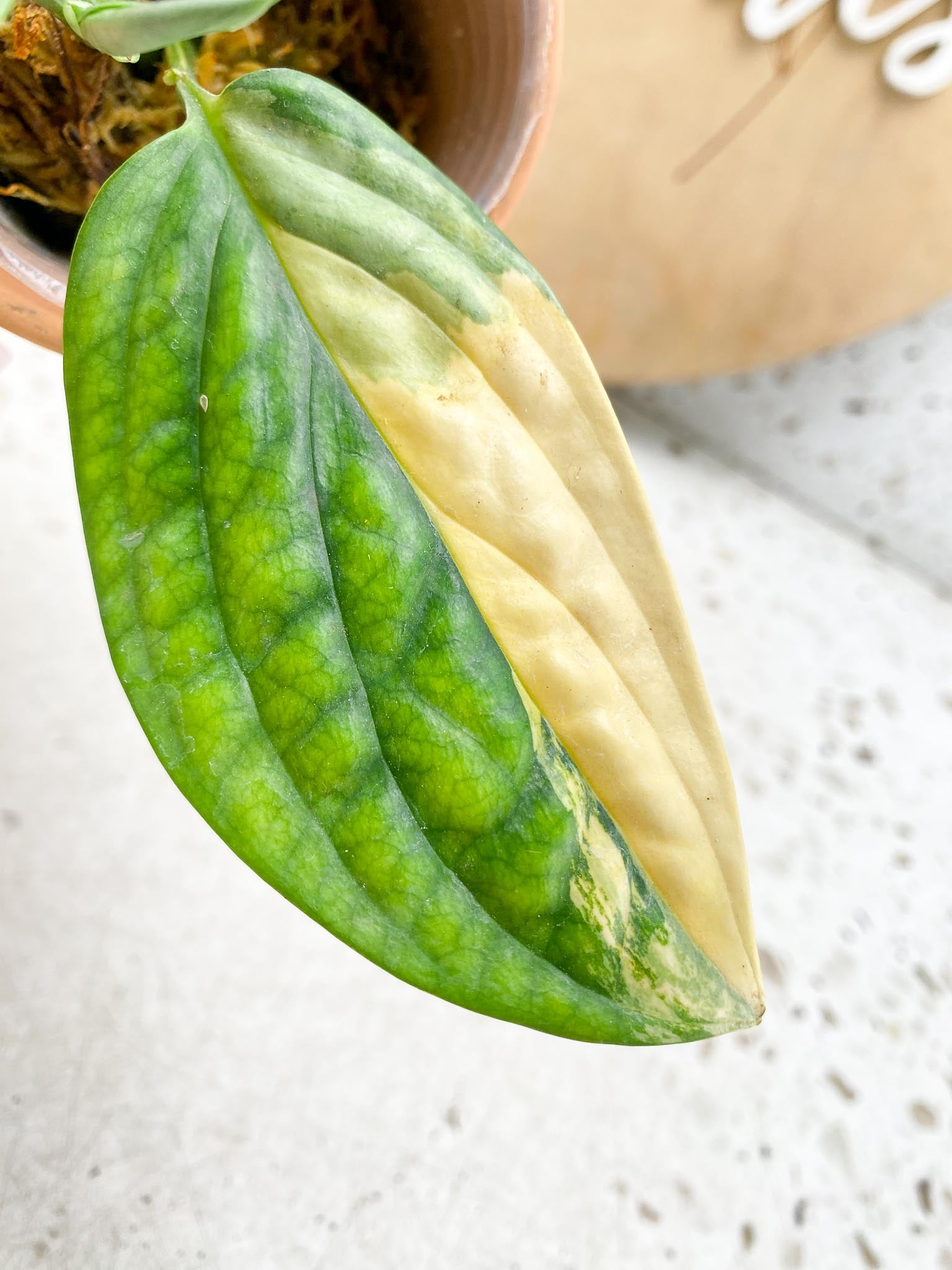 Monstera Peru variegated 2 Leaves  3 Nodes  1 Sprout Slightly Rooted