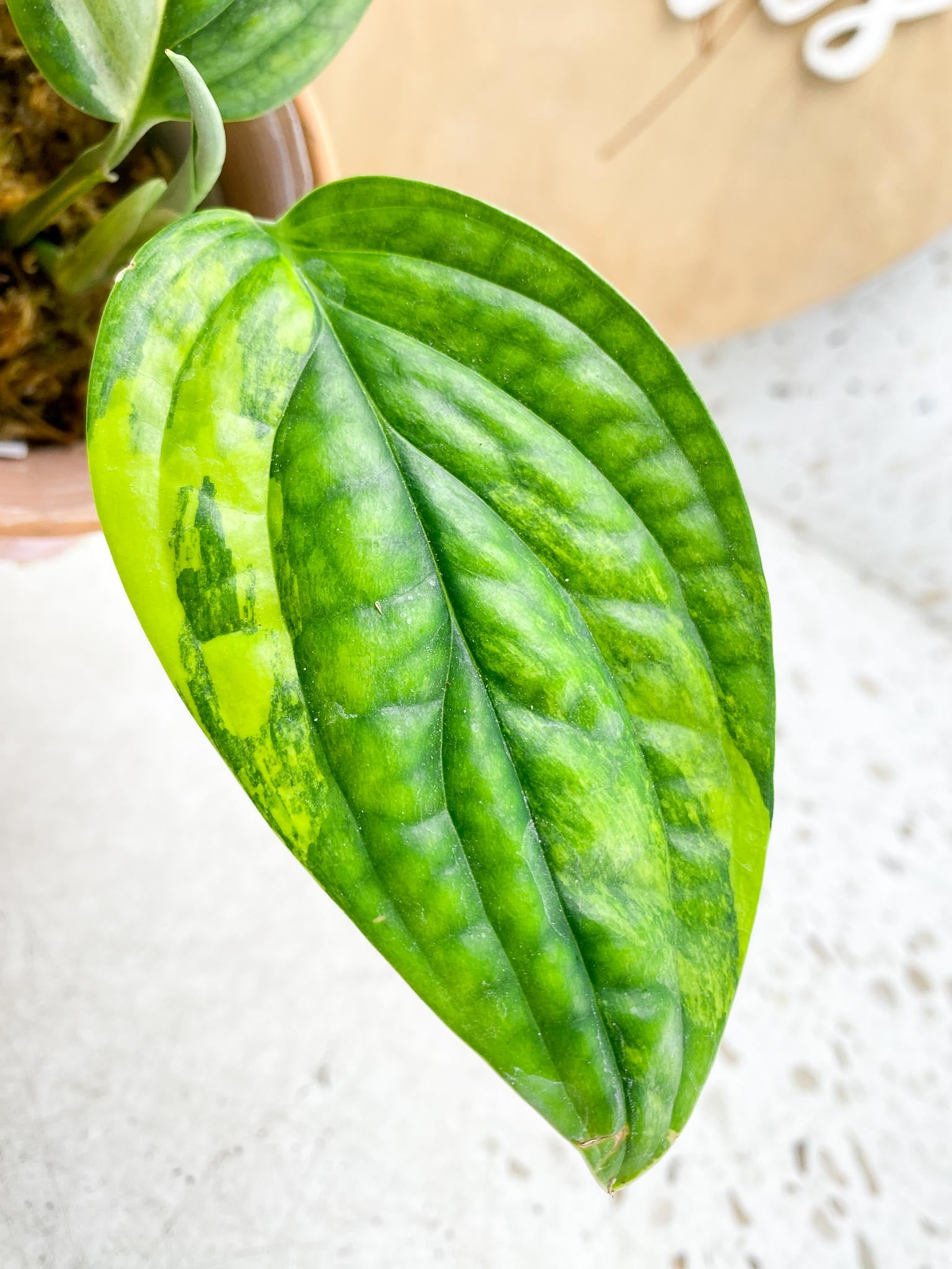 Monstera Peru variegated 2 Leaves  3 Nodes  1 Sprout Slightly Rooted