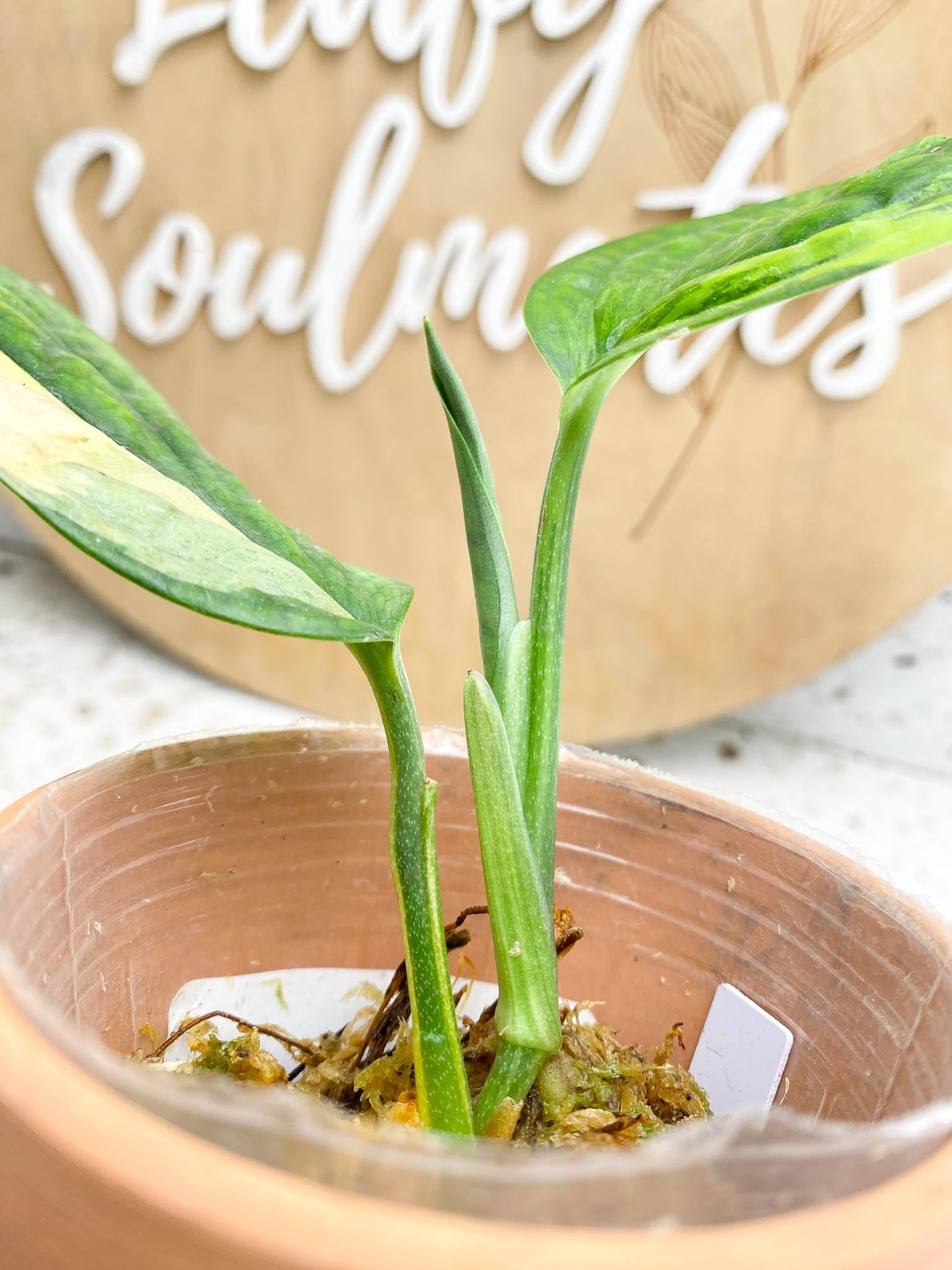 Monstera Peru variegated 2 Leaves  3 Nodes  1 Sprout Slightly Rooted