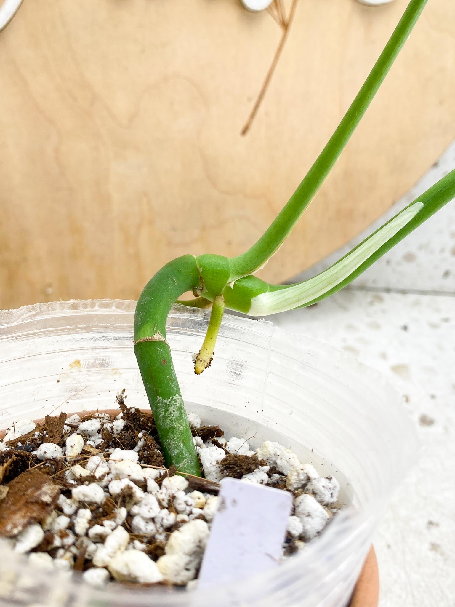 Rhaphidophora SP Flame 2 Leaves  2 Nodes  Slightly Rooted