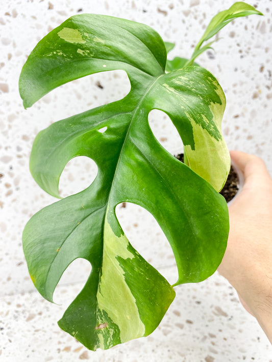 Rhaphidophora Tetrasperma Variegated 3 leaves with new growth