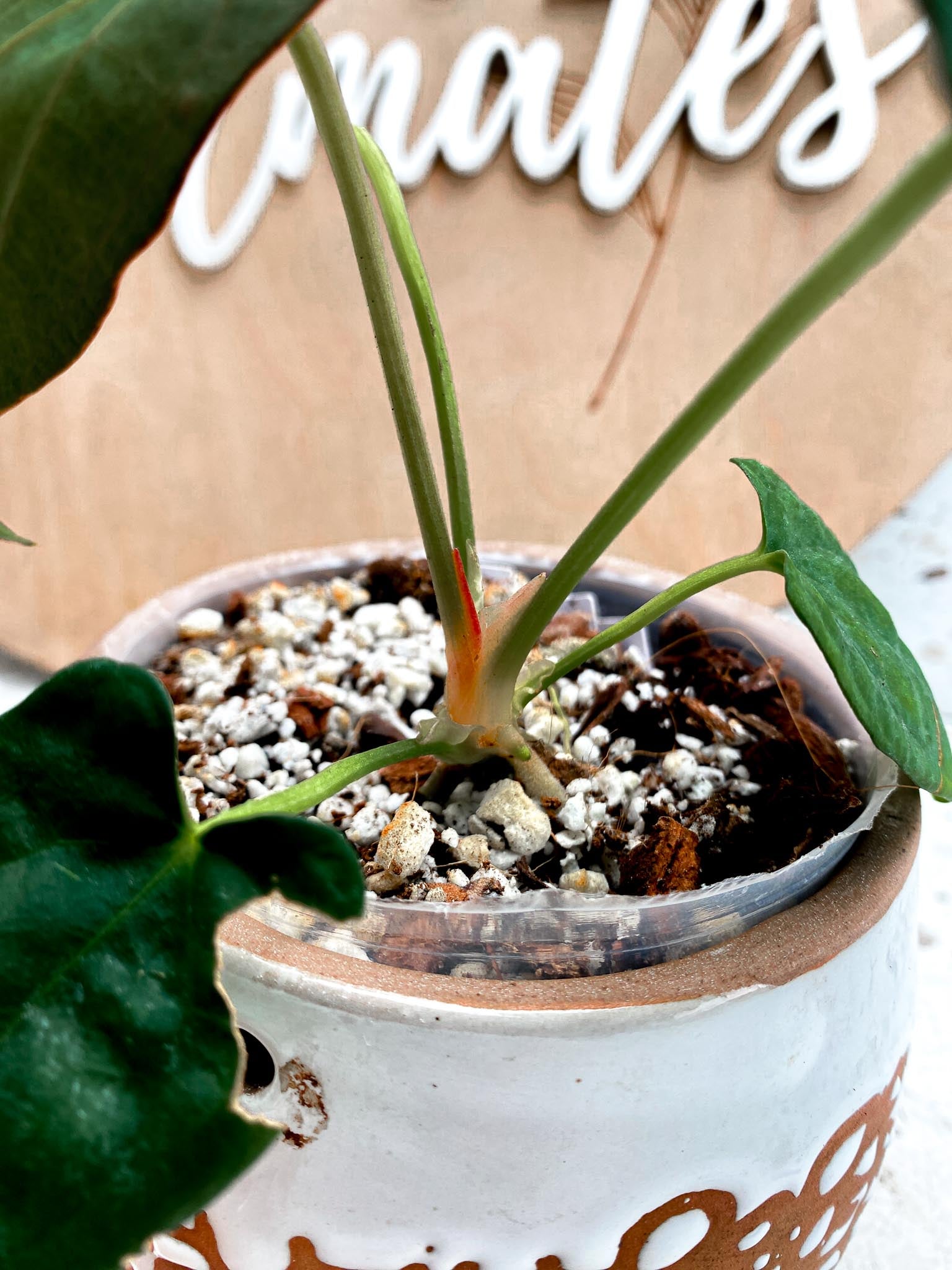 Anthurium Dressleri  X Red Vein Dark Phoenix 4 Leaves  4 Nodes  1 Growing Bud Top Cutting Slightly Rooted