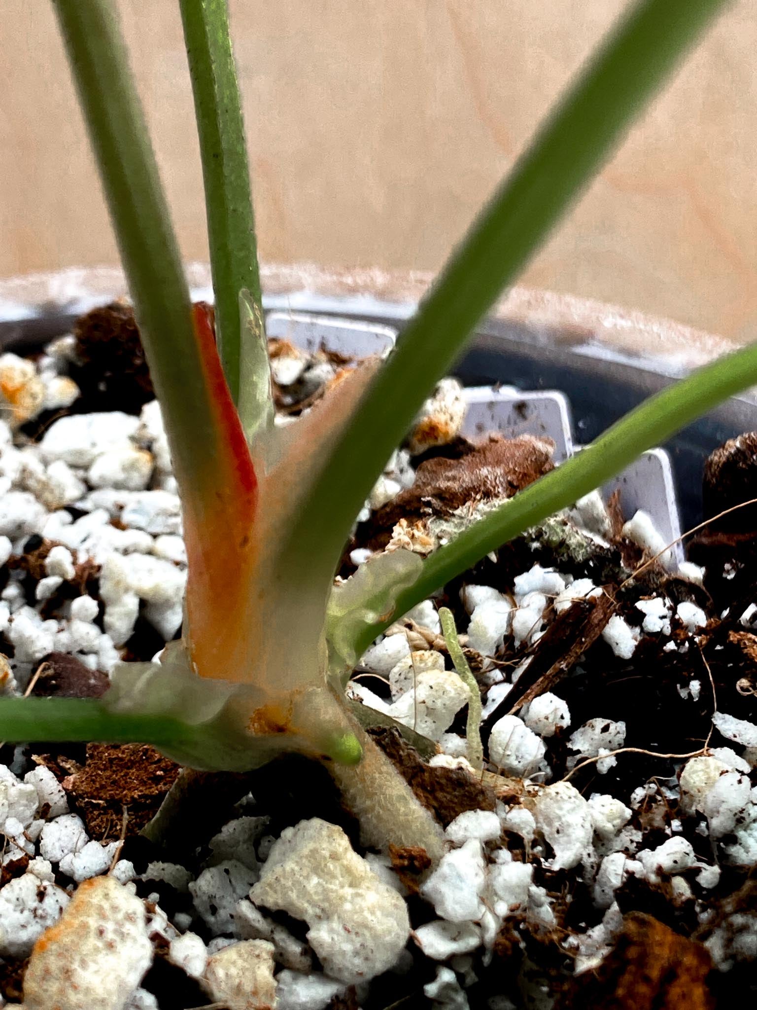 Anthurium Dressleri  X Red Vein Dark Phoenix 4 Leaves  4 Nodes  1 Growing Bud Top Cutting Slightly Rooted