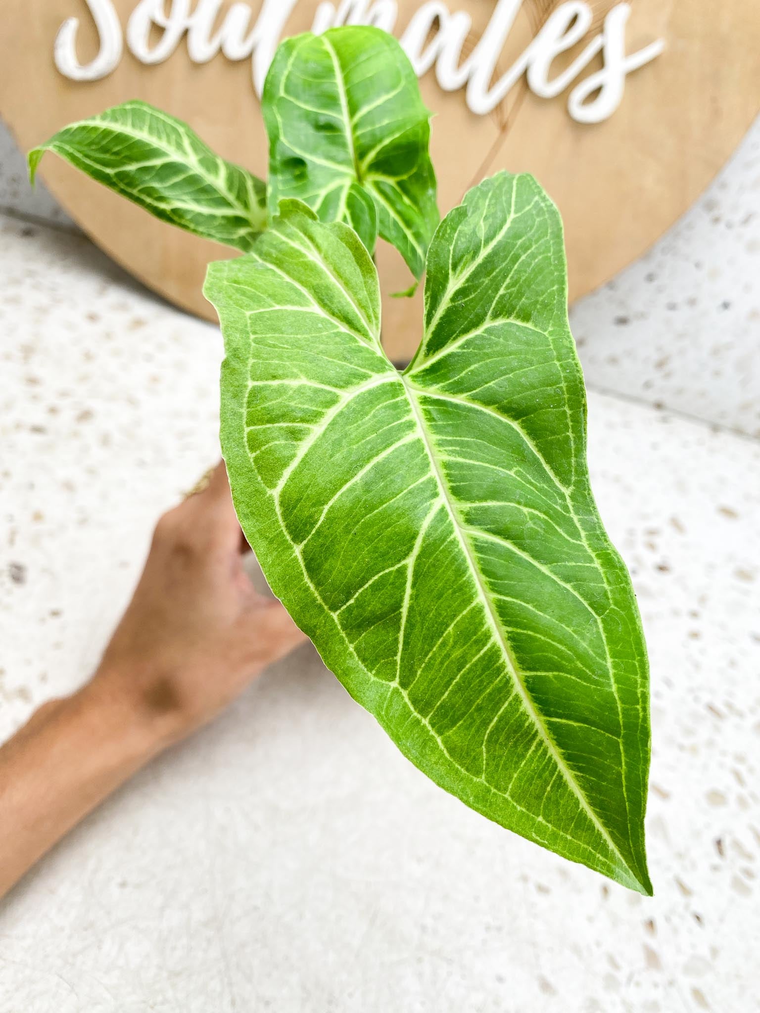 Mini Giveaway:  Syngopnium Batik Variegated Albo 3 Leaves  3 Nodes  Top Cutting Rooting DO NOT BUY