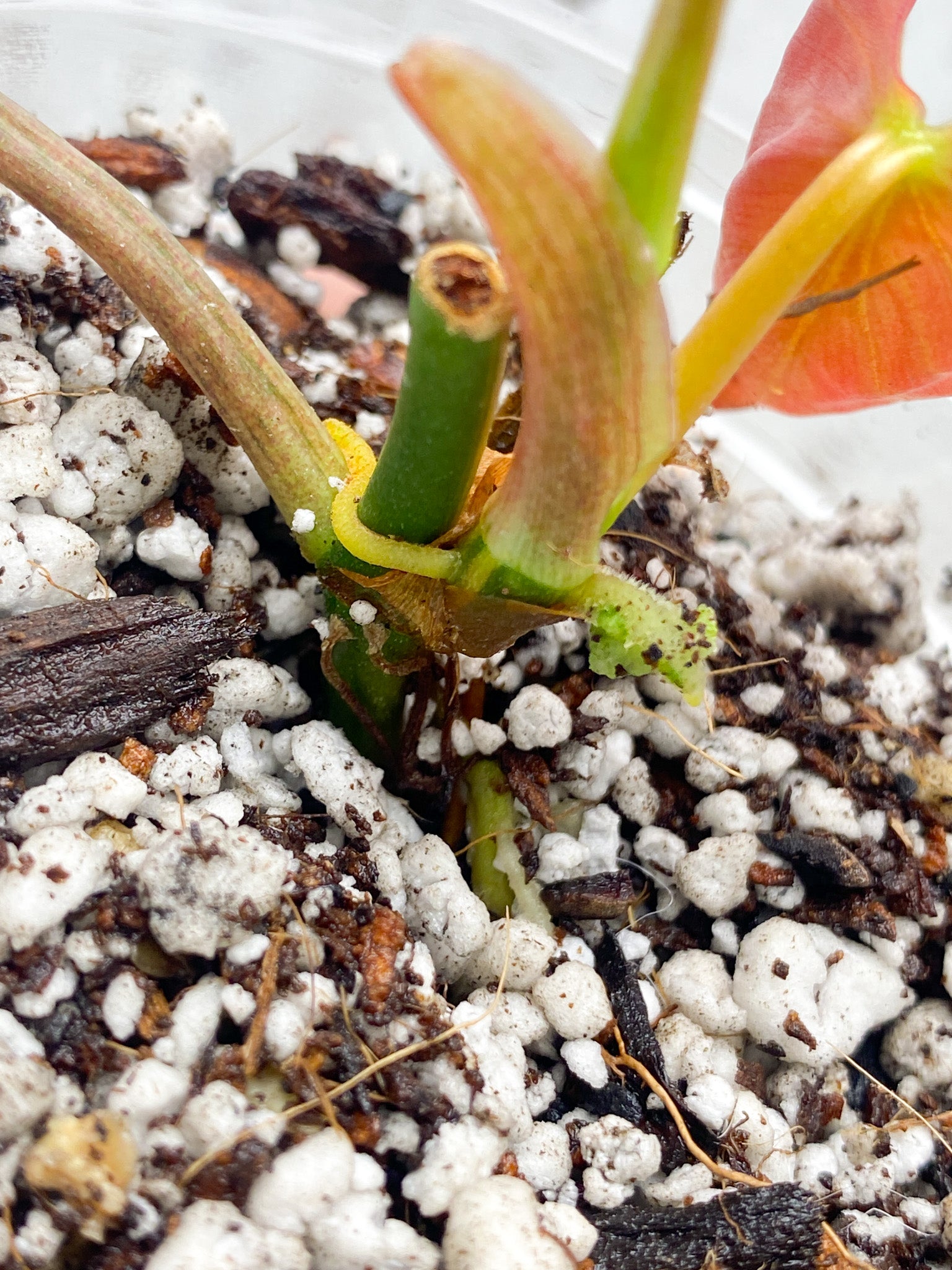 RESERVED for Tiffany: Philodendron Micans Variegated 2 leaves 1 sprout