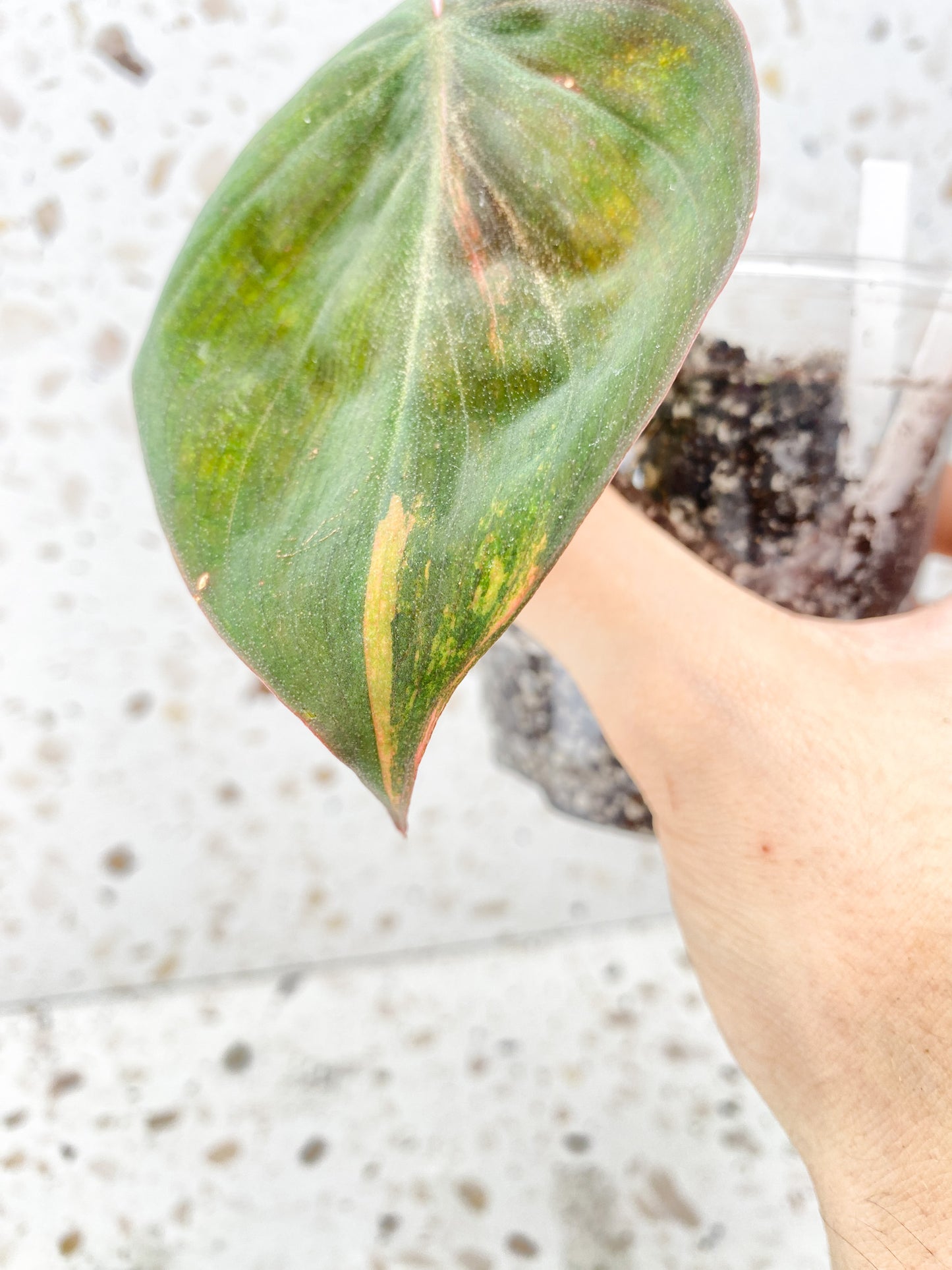 RESERVED for Tiffany: Philodendron Micans Variegated 2 leaves 1 sprout