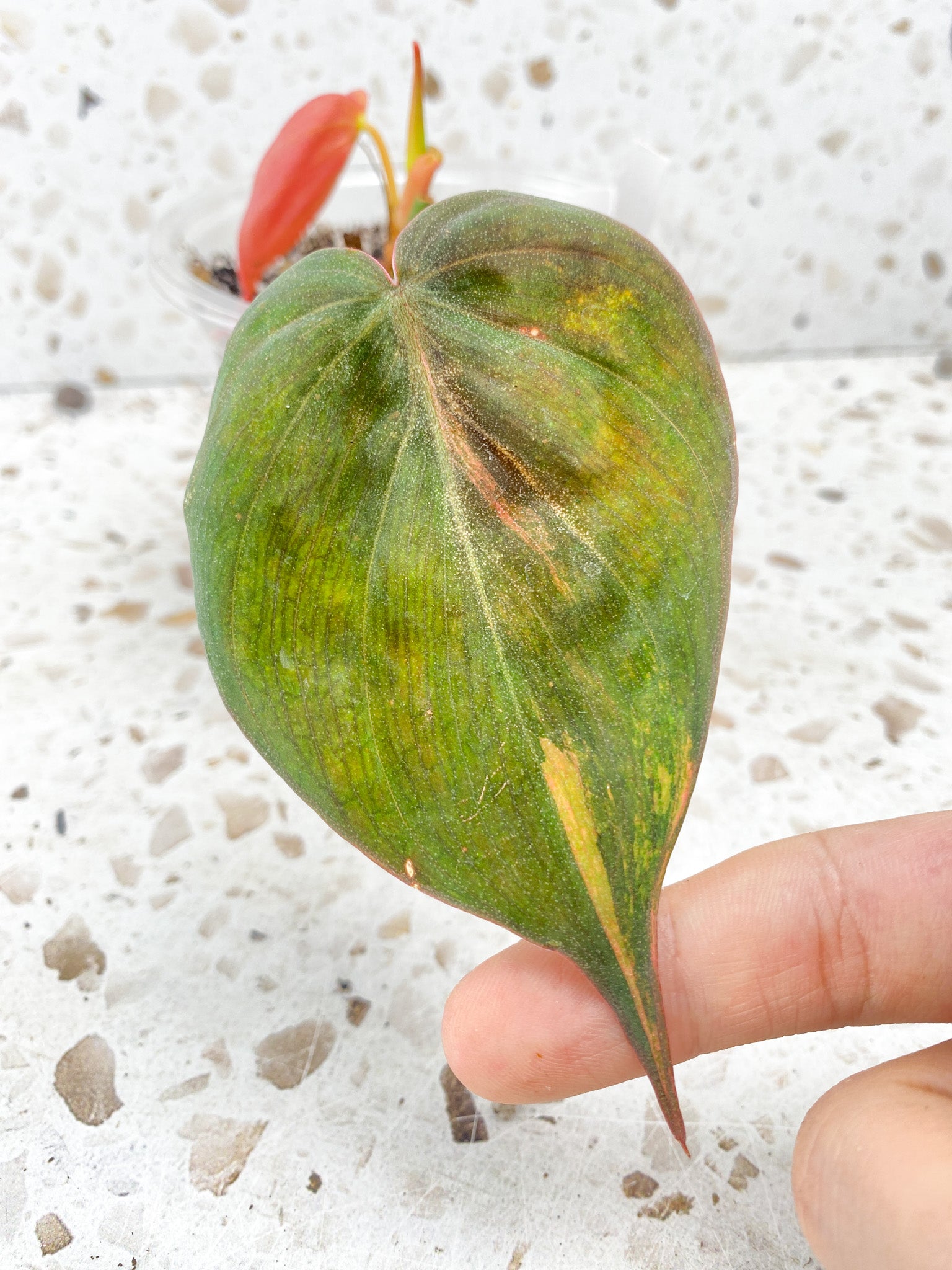 RESERVED for Tiffany: Philodendron Micans Variegated 2 leaves 1 sprout