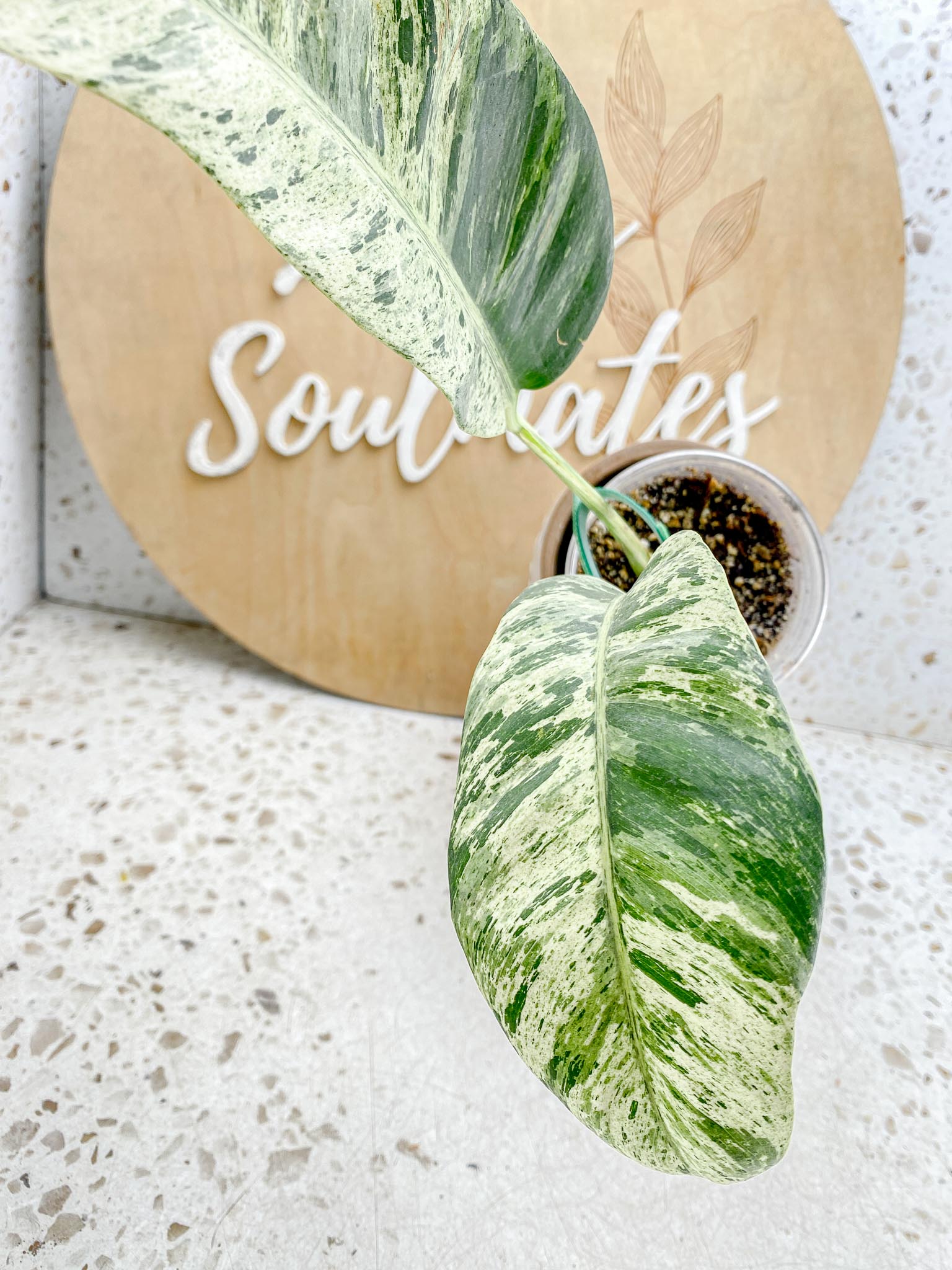 Epipremnum Giganteum Variegated 1-2 leaf plant Multiple Options