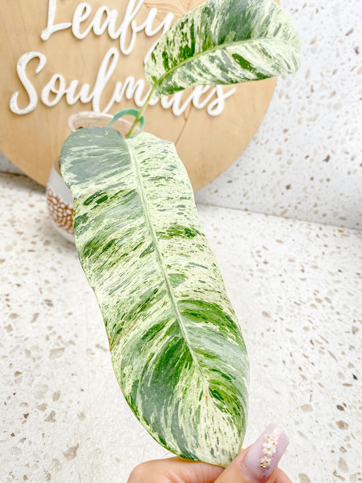 Epipremnum Giganteum Variegated 1-2 leaf plant Multiple Options