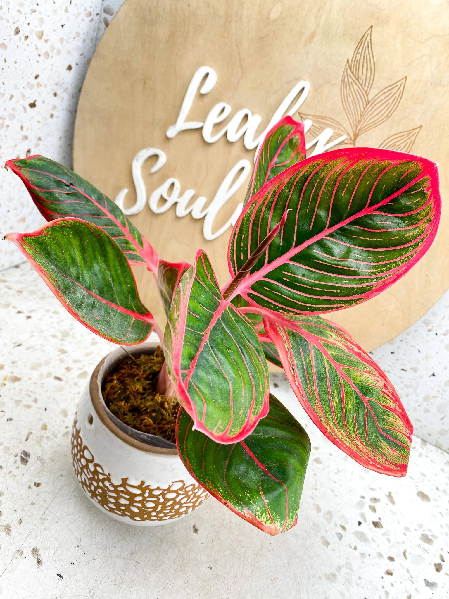 Aglaonema Khanza Sunset Multiple  Leaves   Multiple Nodes 2 Sprout Top Cutting Rooted