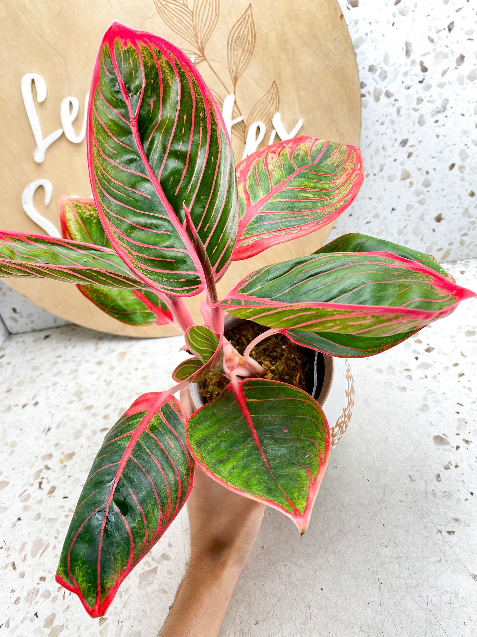 Aglaonema Khanza Sunset Multiple  Leaves   Multiple Nodes 2 Sprout Top Cutting Rooted