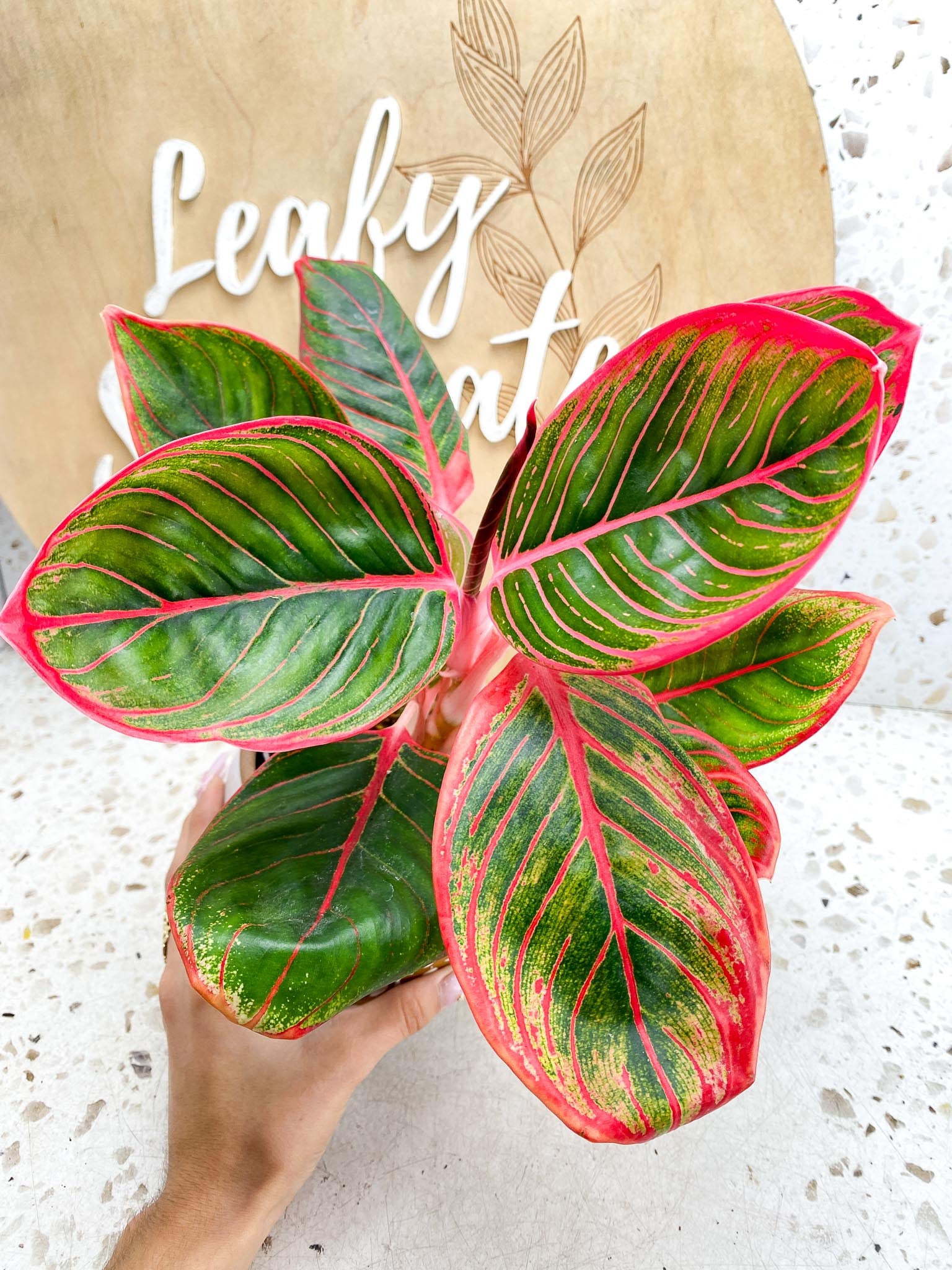 Aglaonema Khanza Sunset Multiple  Leaves   Multiple Nodes 2 Sprout Top Cutting Rooted