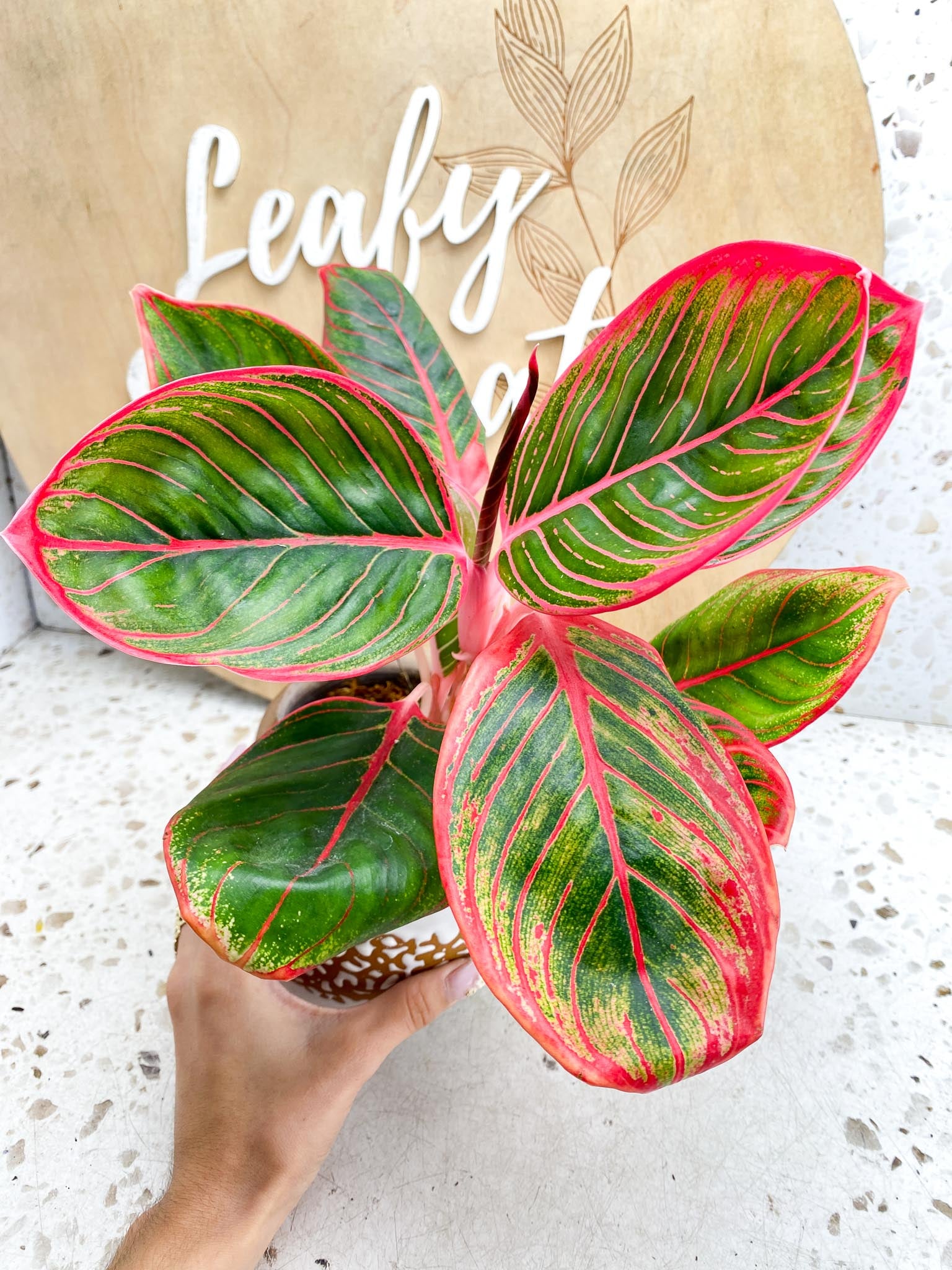 Aglaonema Khanza Sunset Multiple  Leaves   Multiple Nodes 2 Sprout Top Cutting Rooted