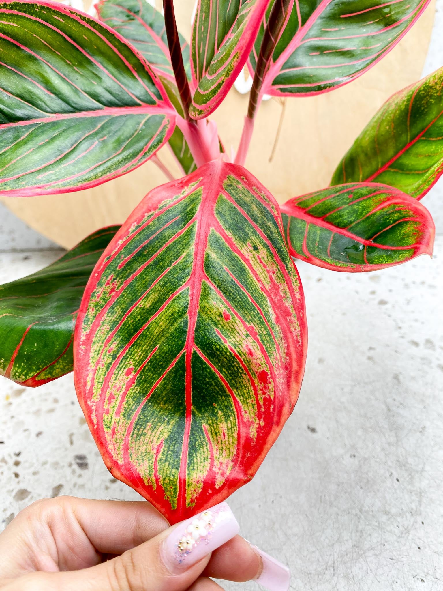 Aglaonema Khanza Sunset Multiple  Leaves   Multiple Nodes 2 Sprout Top Cutting Rooted