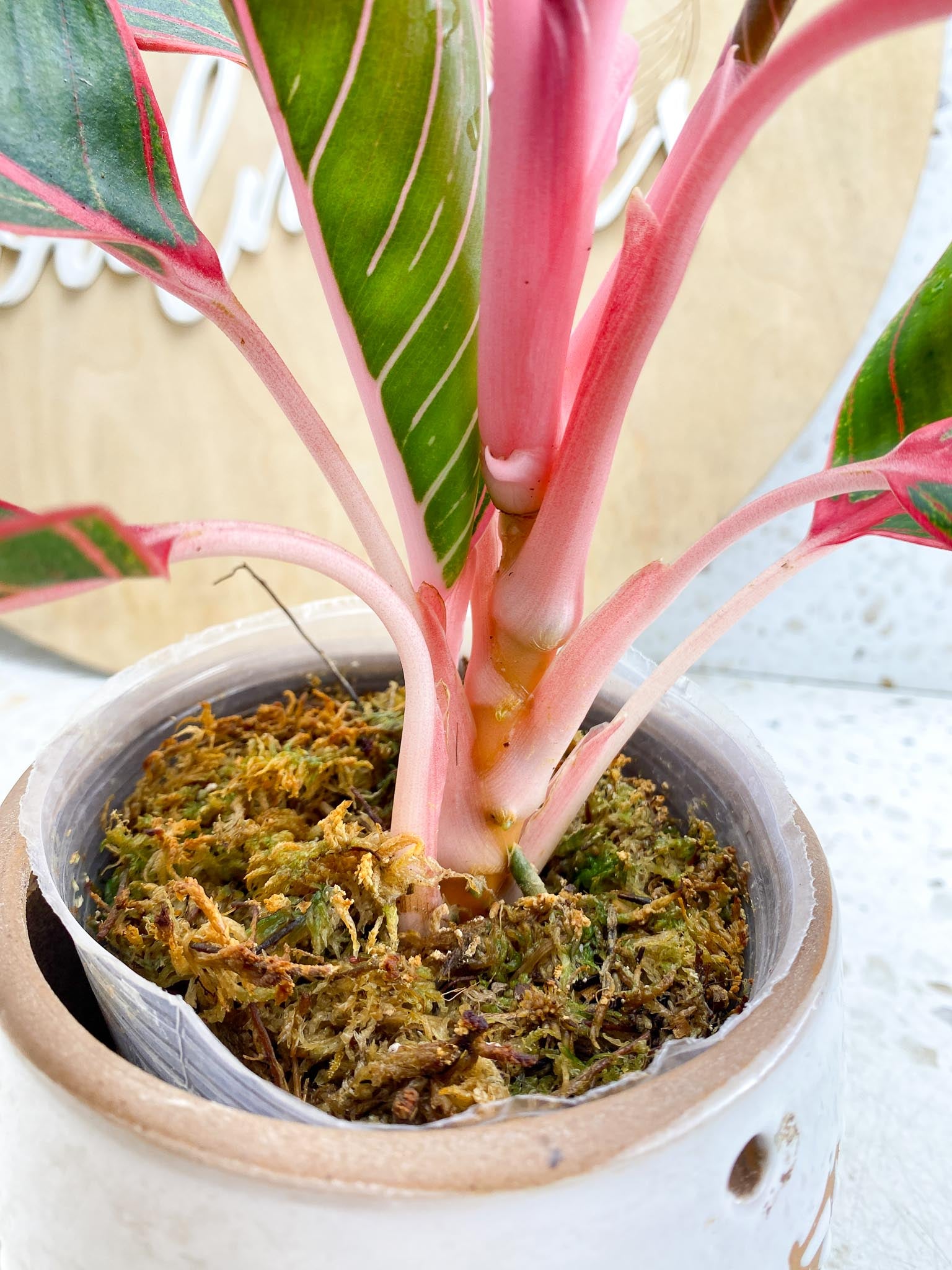 Aglaonema Khanza Sunset Multiple  Leaves   Multiple Nodes 2 Sprout Top Cutting Rooted