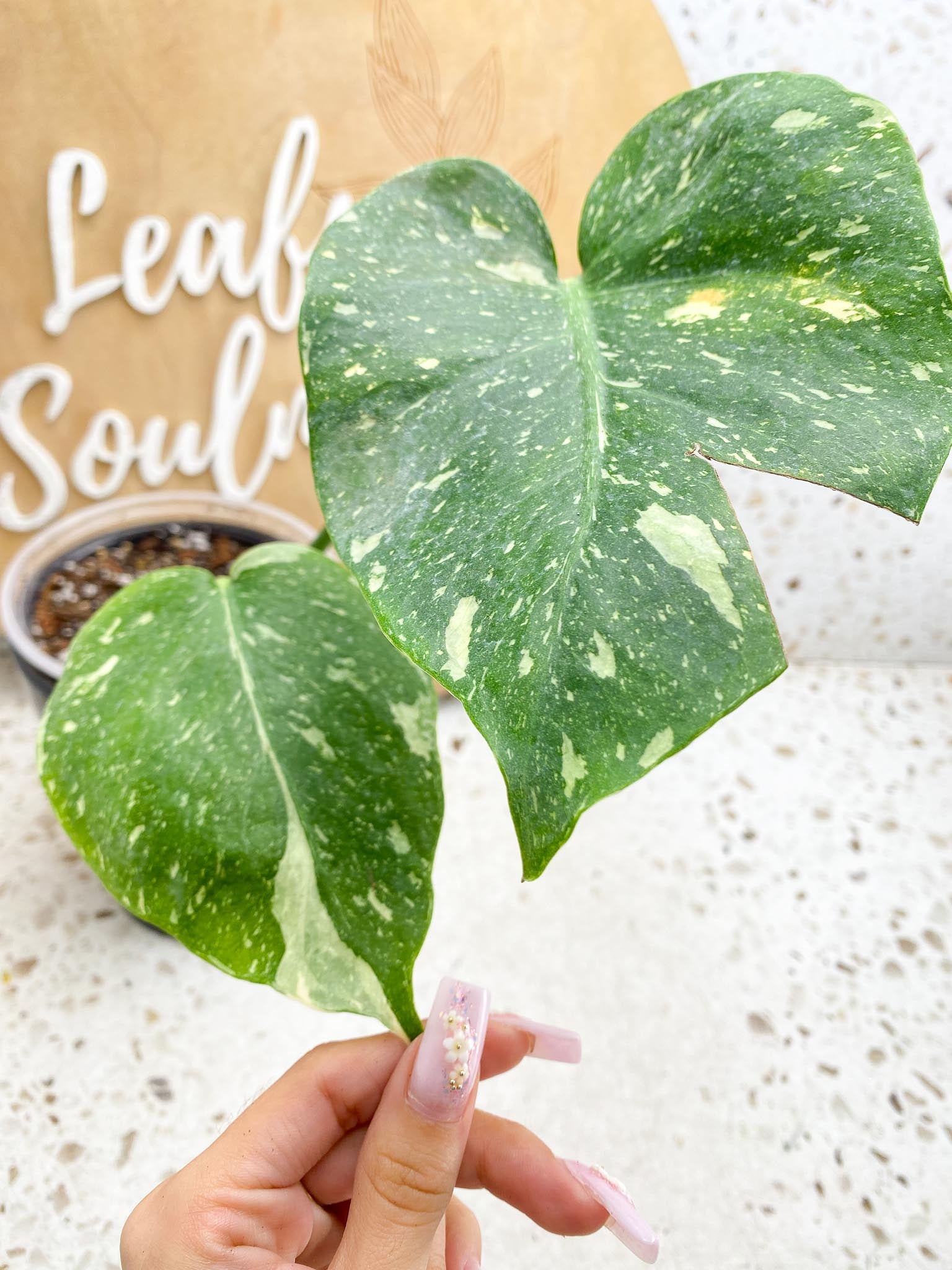 Monstera Thai Constellation Variegated 2 Leaves  2 Nodes  Rooted