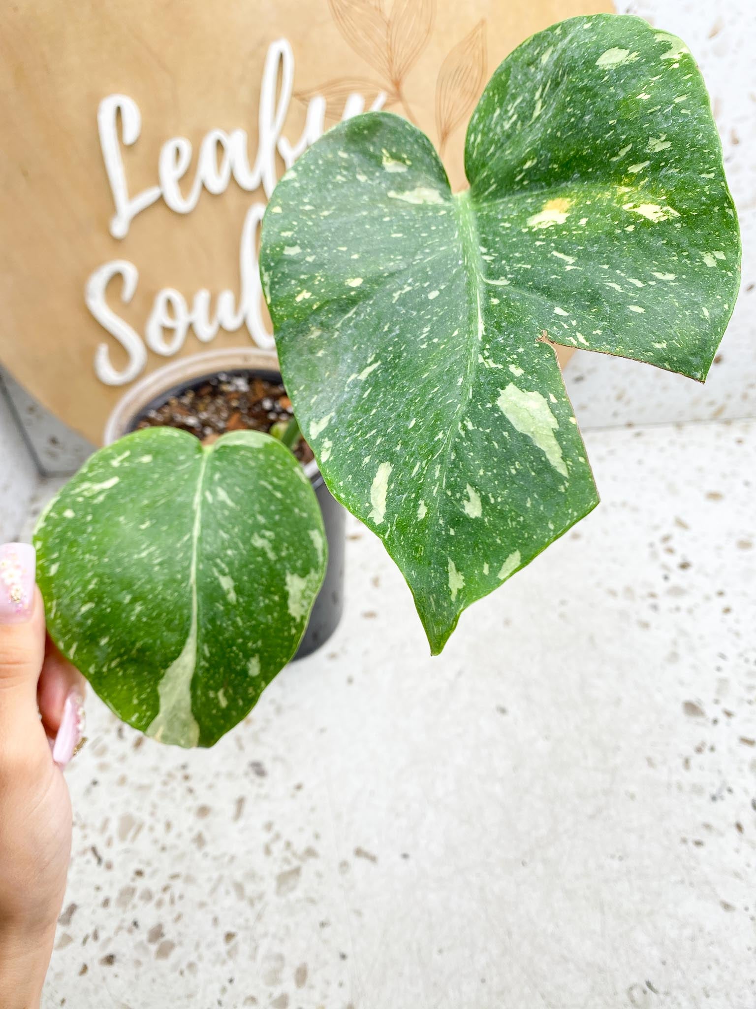 Monstera Thai Constellation Variegated 2 Leaves  2 Nodes  Rooted