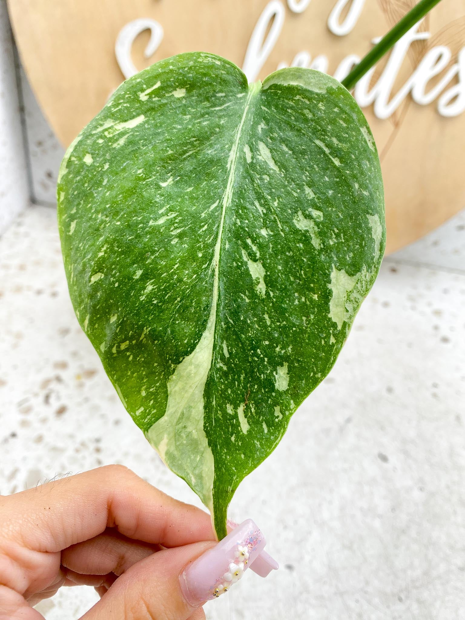 Monstera Thai Constellation Variegated 2 Leaves  2 Nodes  Rooted