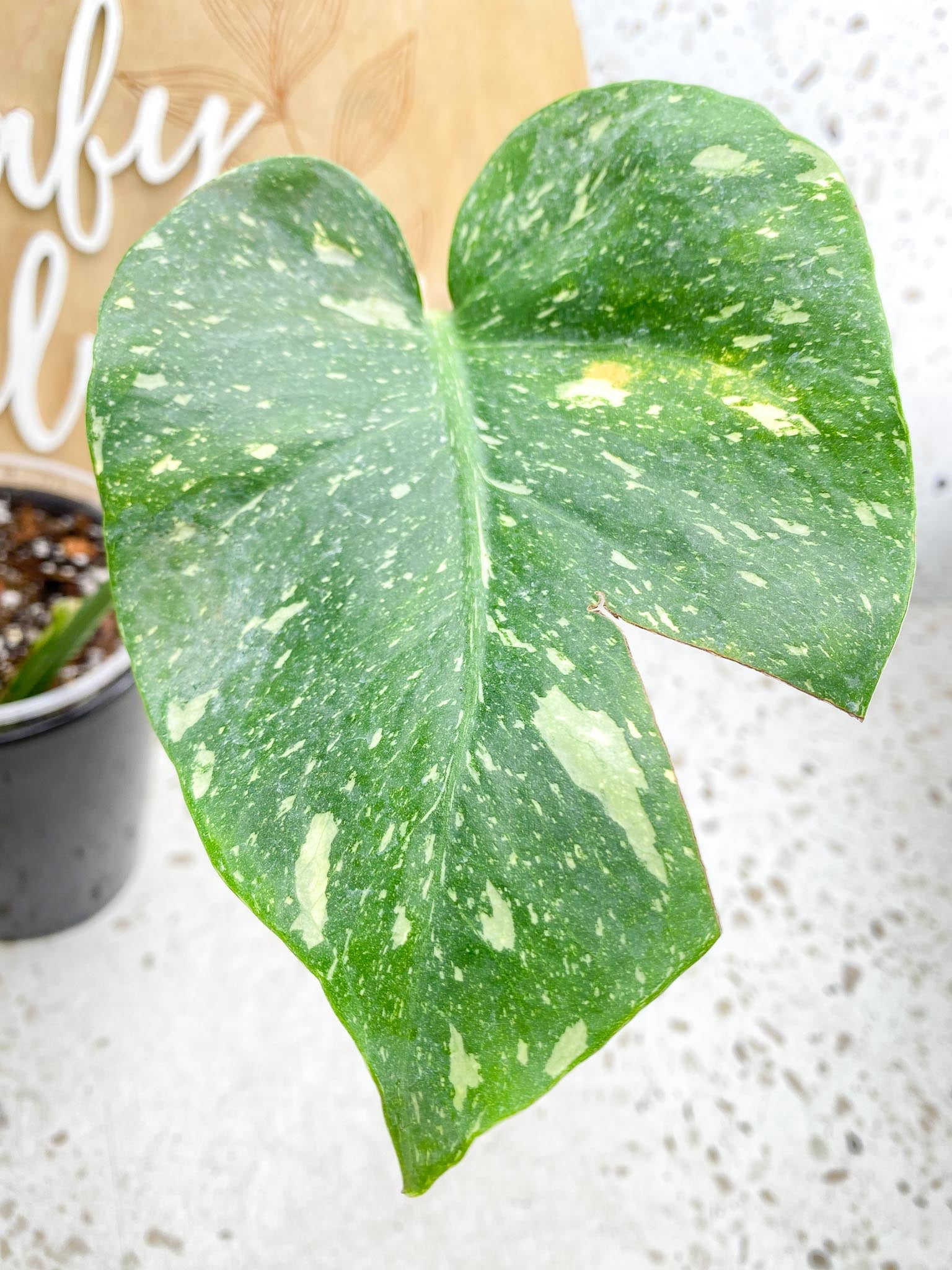 Monstera Thai Constellation Variegated 2 Leaves  2 Nodes  Rooted