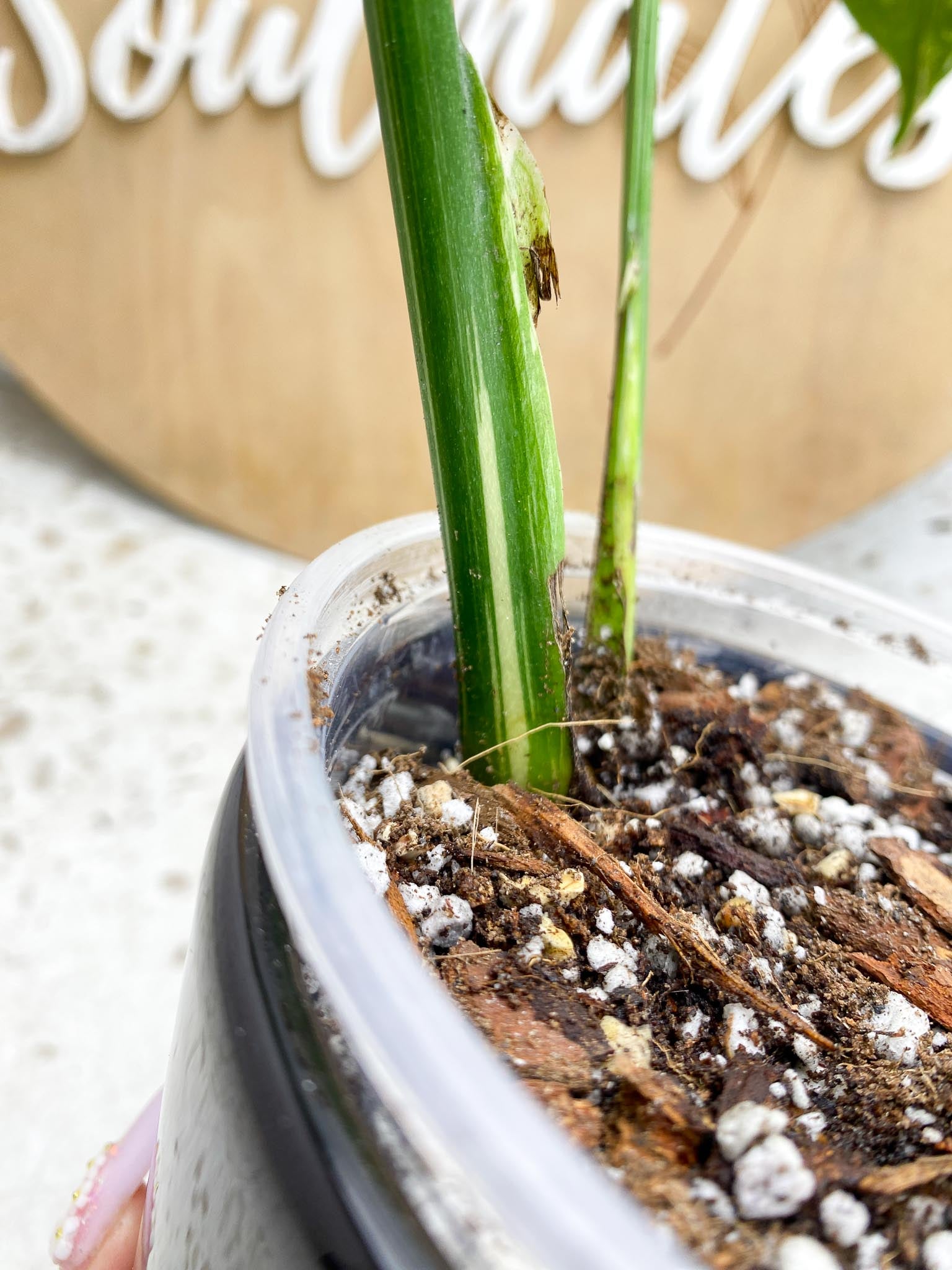 Monstera Thai Constellation Variegated 2 Leaves  2 Nodes  Rooted