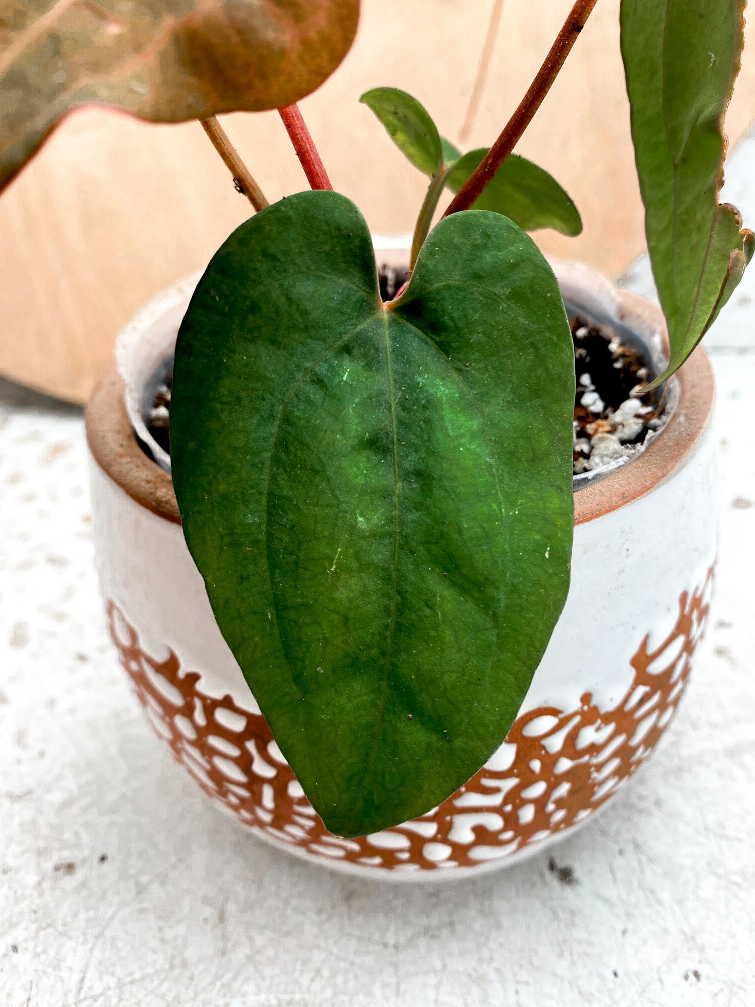 Anthurium Red Vein Dark Phoenix X  Dark Phoenix 5 Leaves 5 Nodes  Top Cutting Rooted