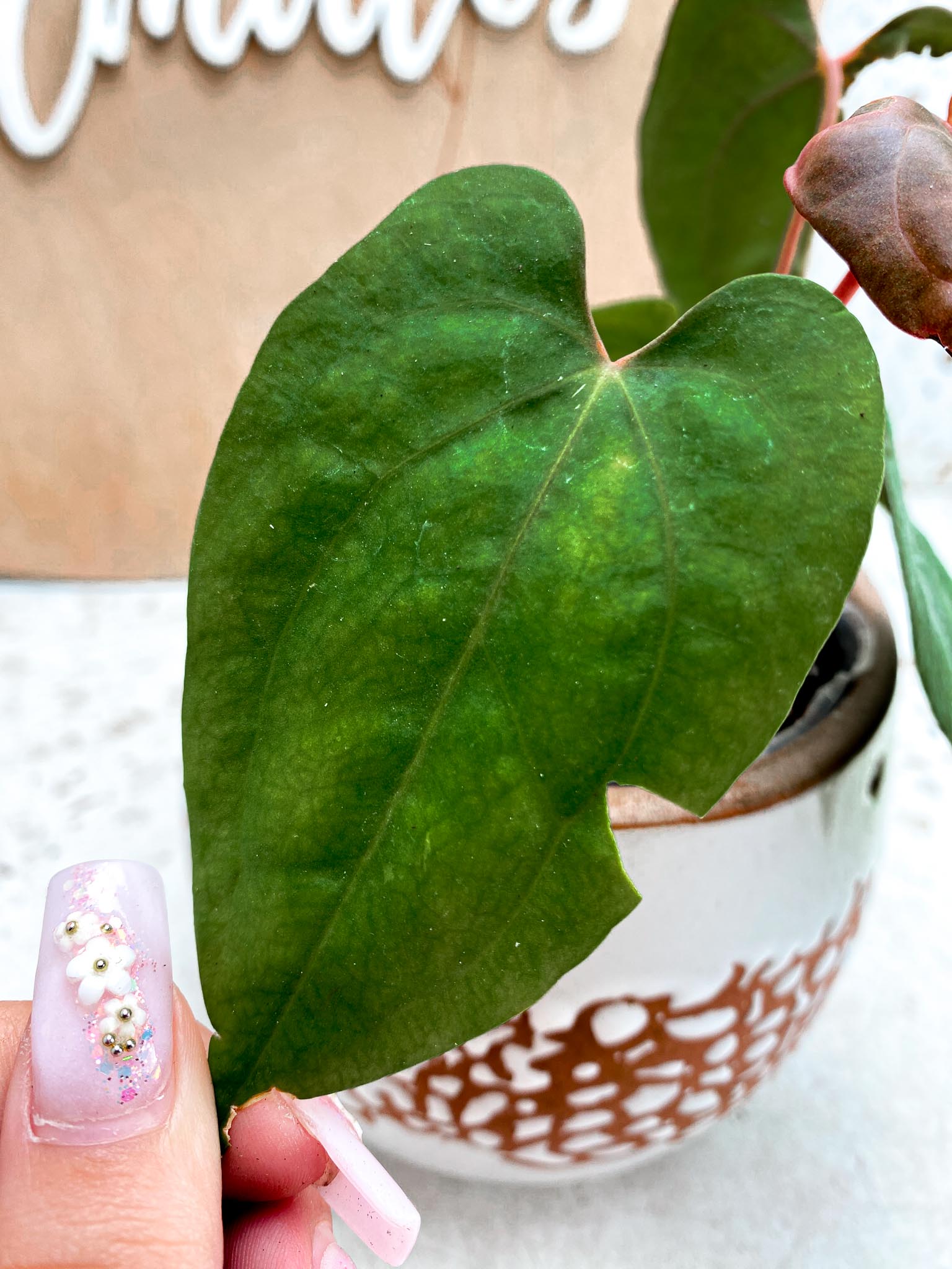 Anthurium Red Vein Dark Phoenix X  Dark Phoenix 5 Leaves 5 Nodes  Top Cutting Rooted