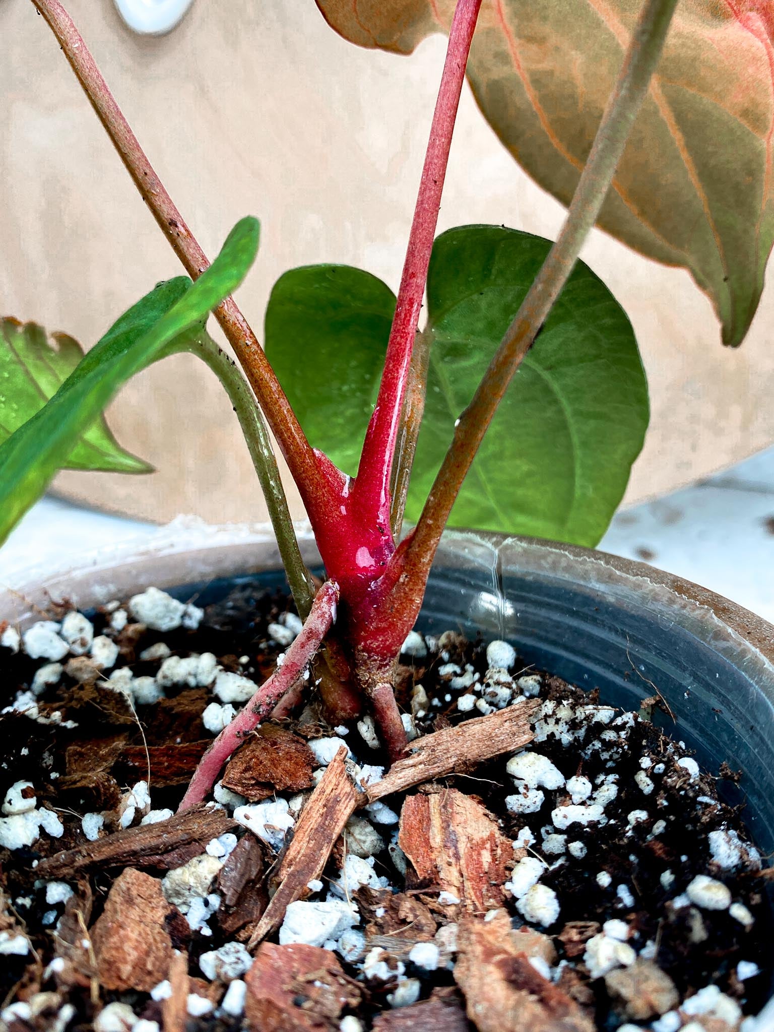 Anthurium Red Vein Dark Phoenix X  Dark Phoenix 5 Leaves 5 Nodes  Top Cutting Rooted