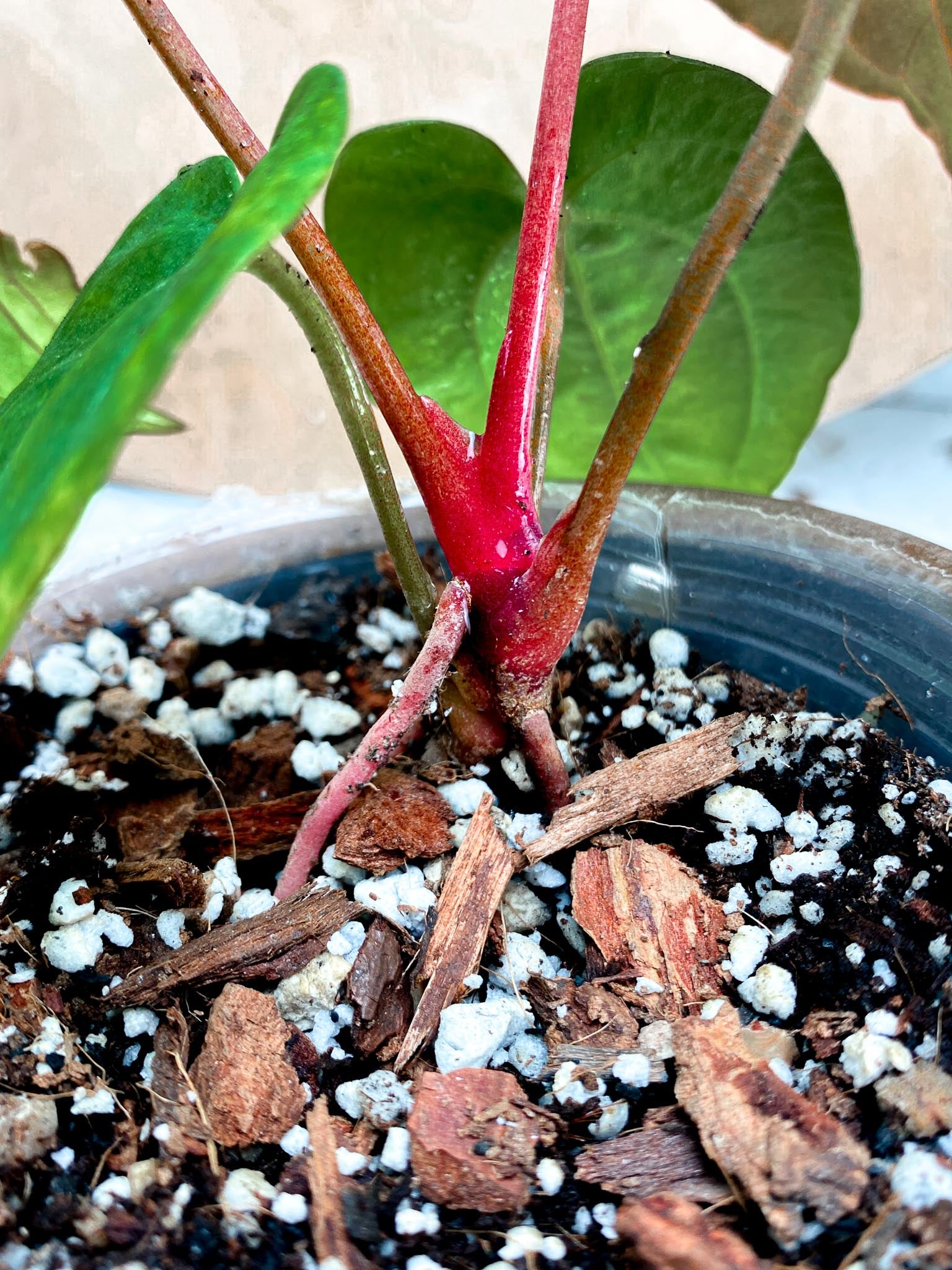 Anthurium Red Vein Dark Phoenix X  Dark Phoenix 5 Leaves 5 Nodes  Top Cutting Rooted