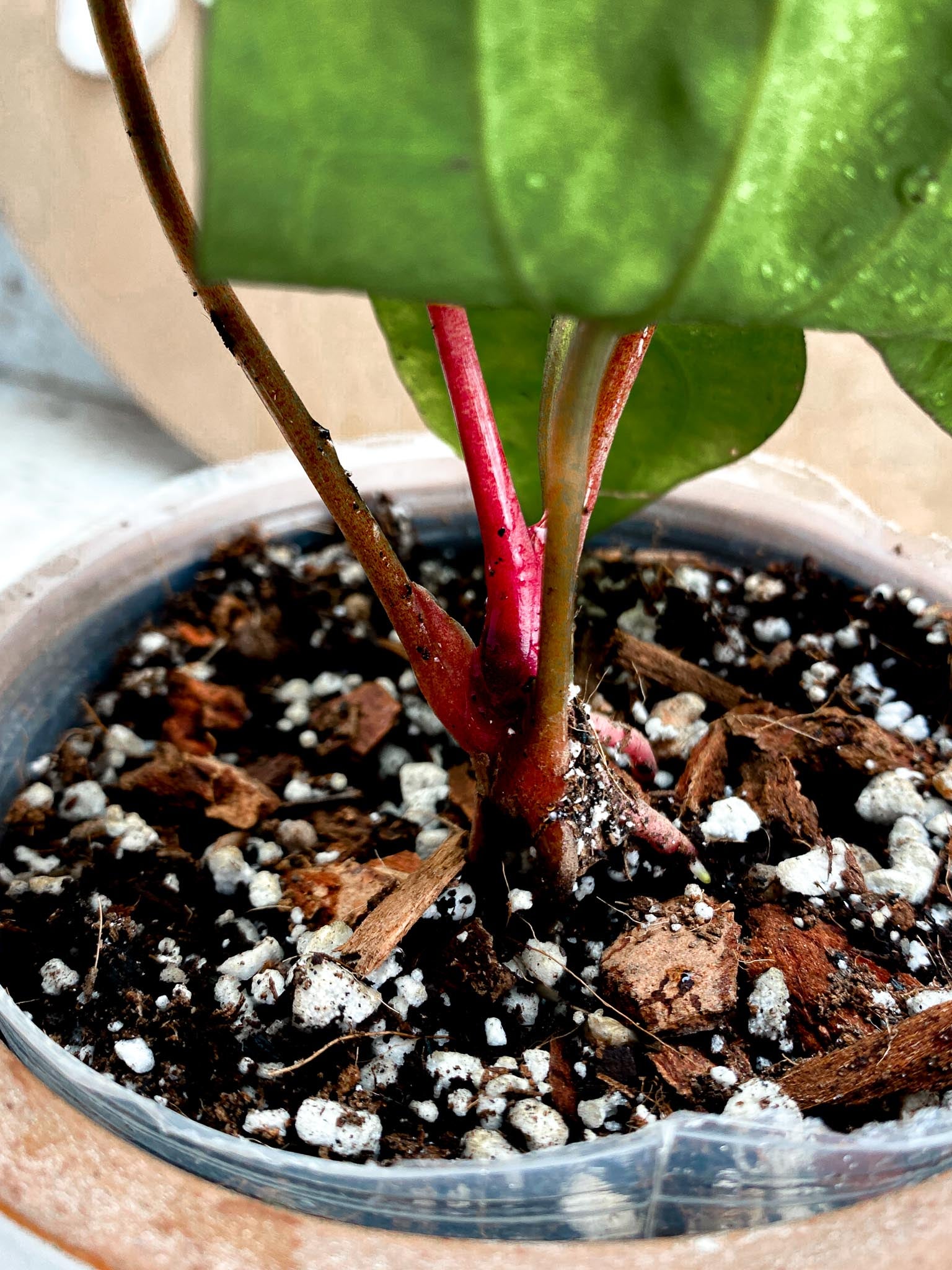 Anthurium Red Vein Dark Phoenix X  Dark Phoenix 5 Leaves 5 Nodes  Top Cutting Rooted