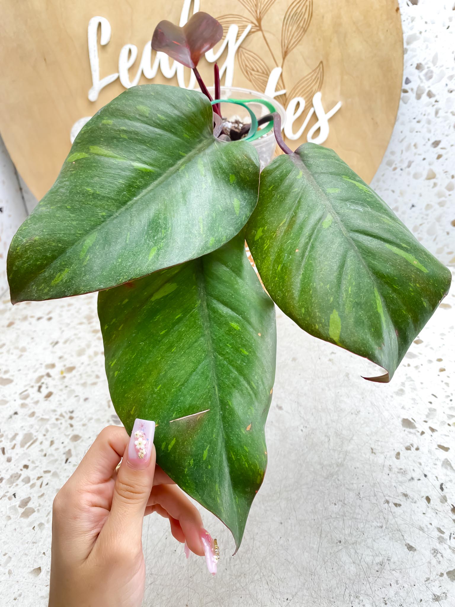 Philodendron Orange Princess Variegated 4 Leaves  4 Nodes  Top Cutting Slightly Rooted