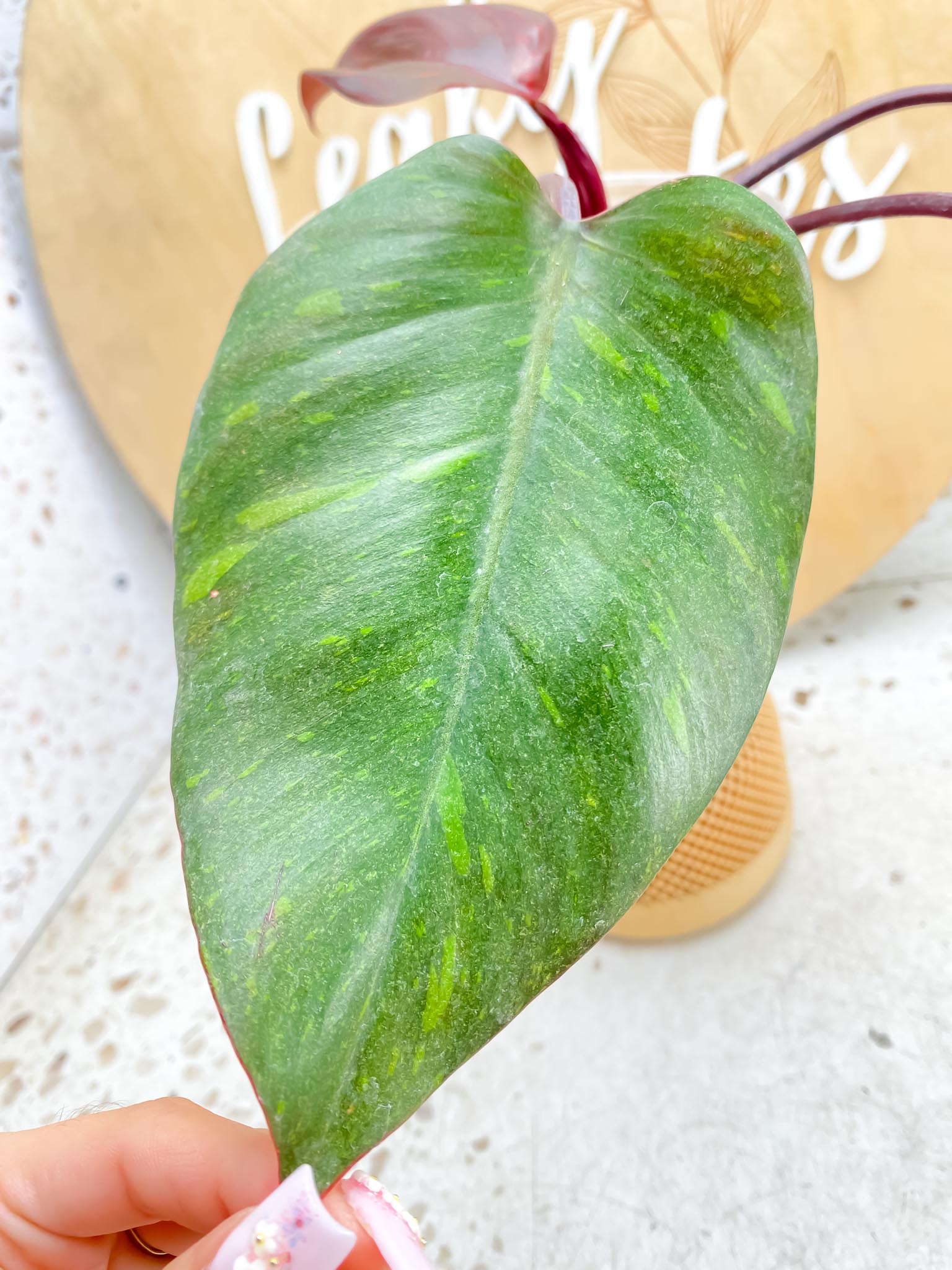 Philodendron Orange Princess Variegated 4 Leaves  4 Nodes  Top Cutting Slightly Rooted