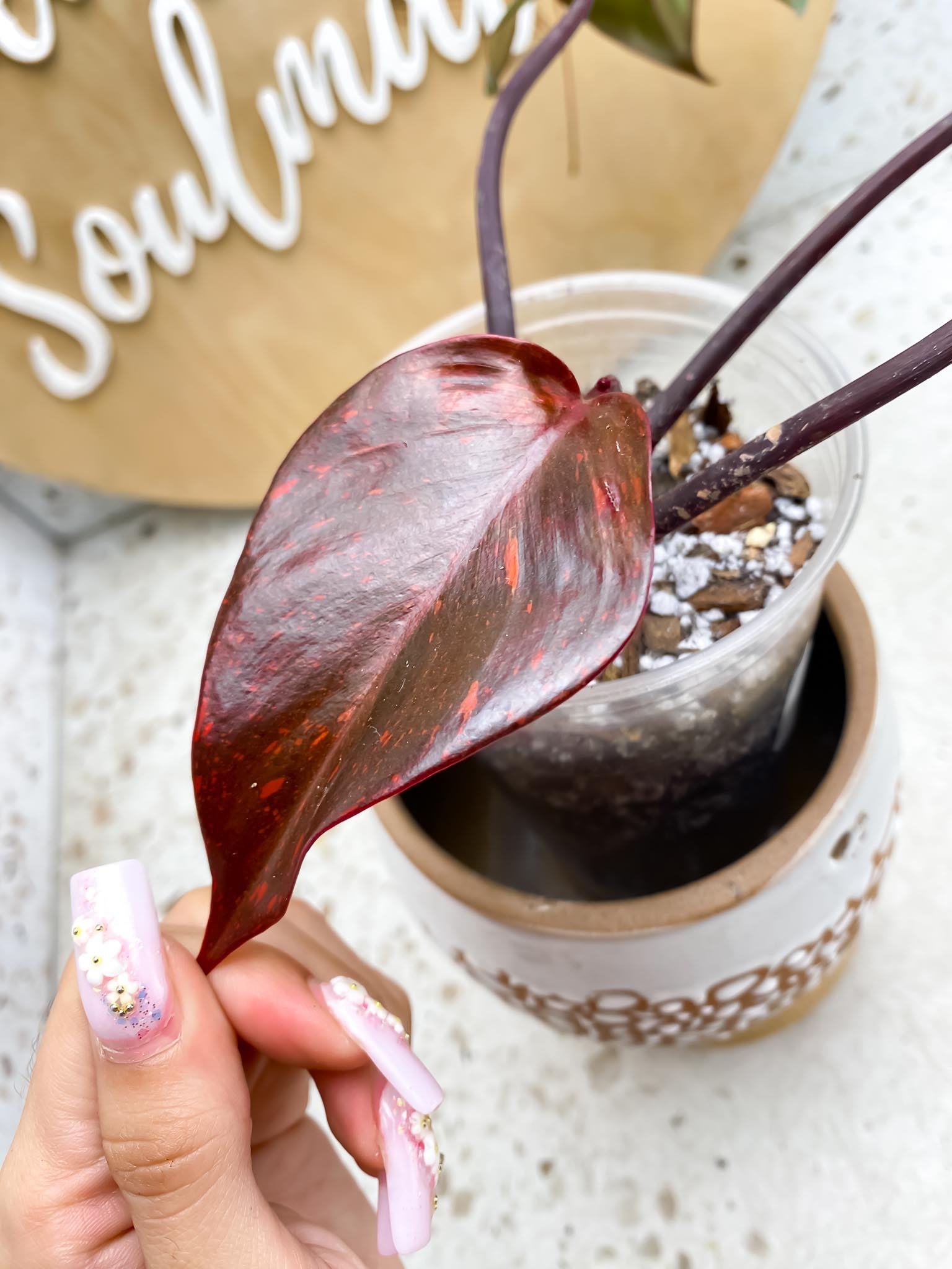 Philodendron Orange Princess Variegated 4 Leaves  4 Nodes  Top Cutting Slightly Rooted