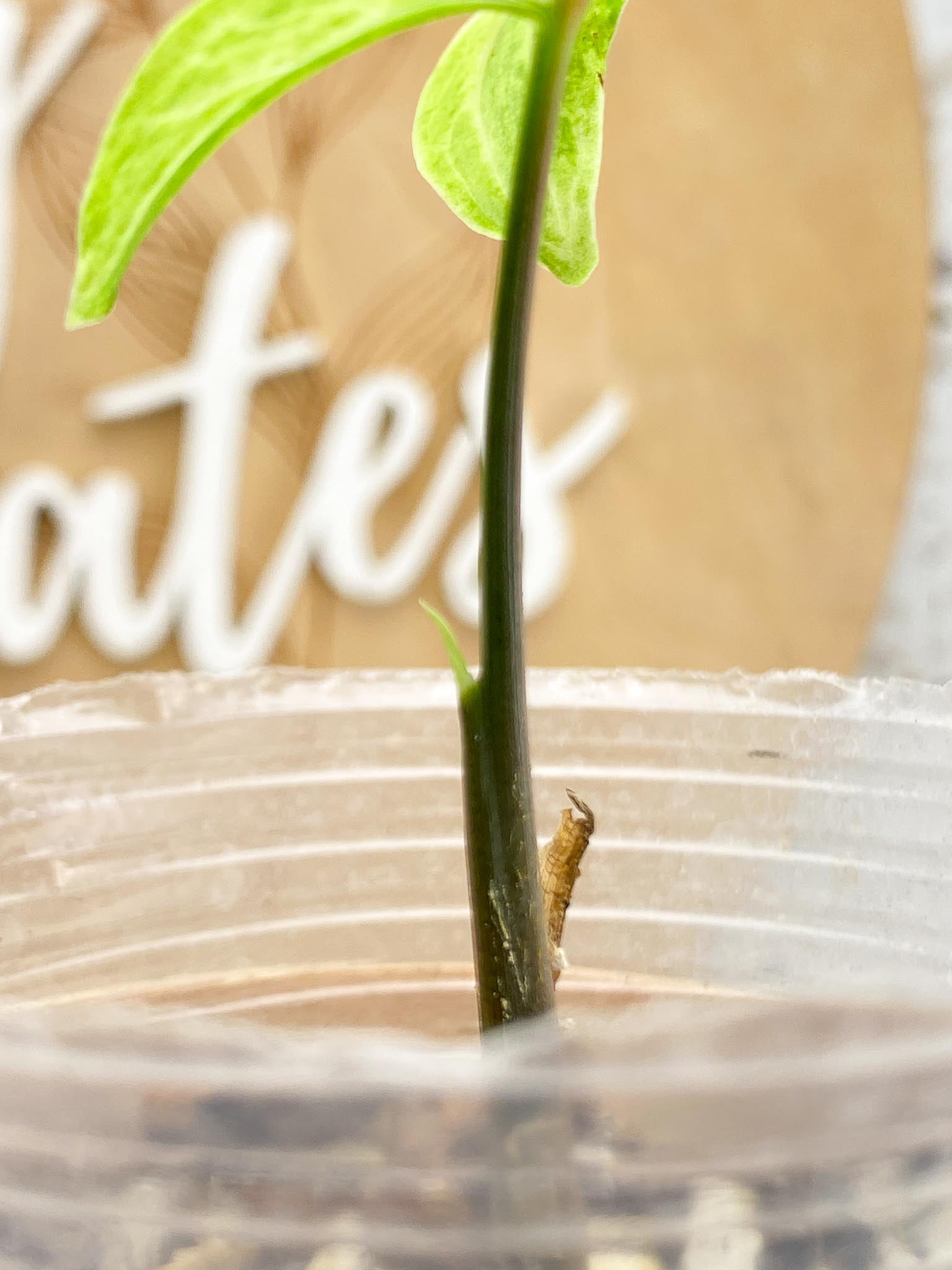 Syngonium Batik  Mint Variegated 1 Leaf 1 Node  1 Sprout Slightly Rooted