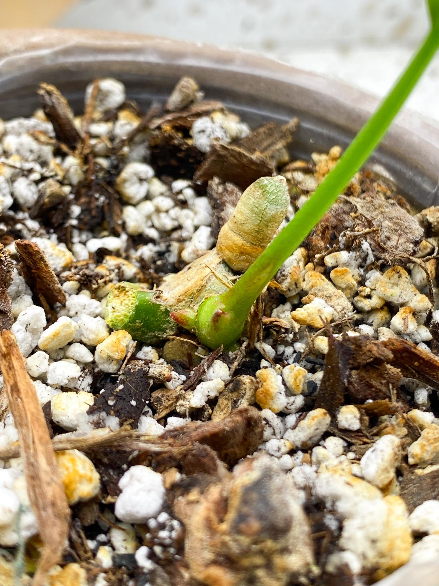 Anthurium Vittarifolium Variegated 1 Leaf 2 Nodes  1 Sprout