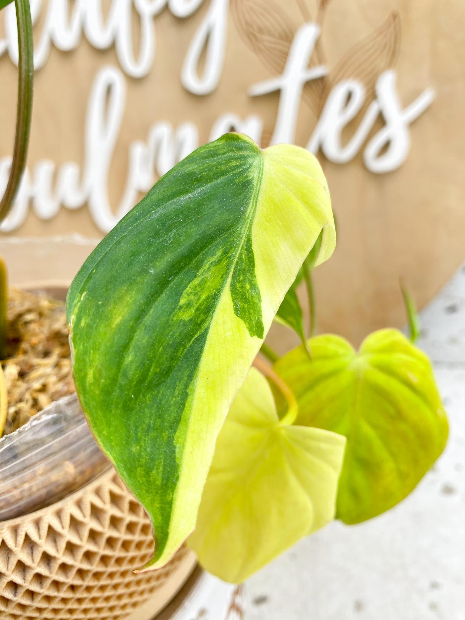 Philodendron Micans Variegated Multiple Leaves  Multiple Nodes 1 Sprout Slightly Rooted
