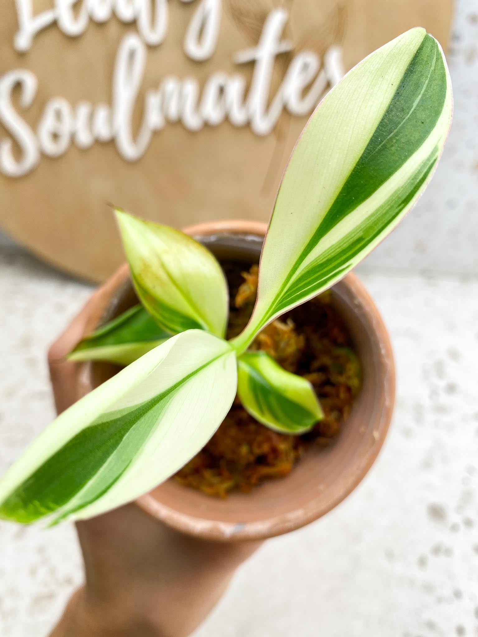 Musa NONO Variegated 5 Leaves 5 Nodes  Slightly Rooted