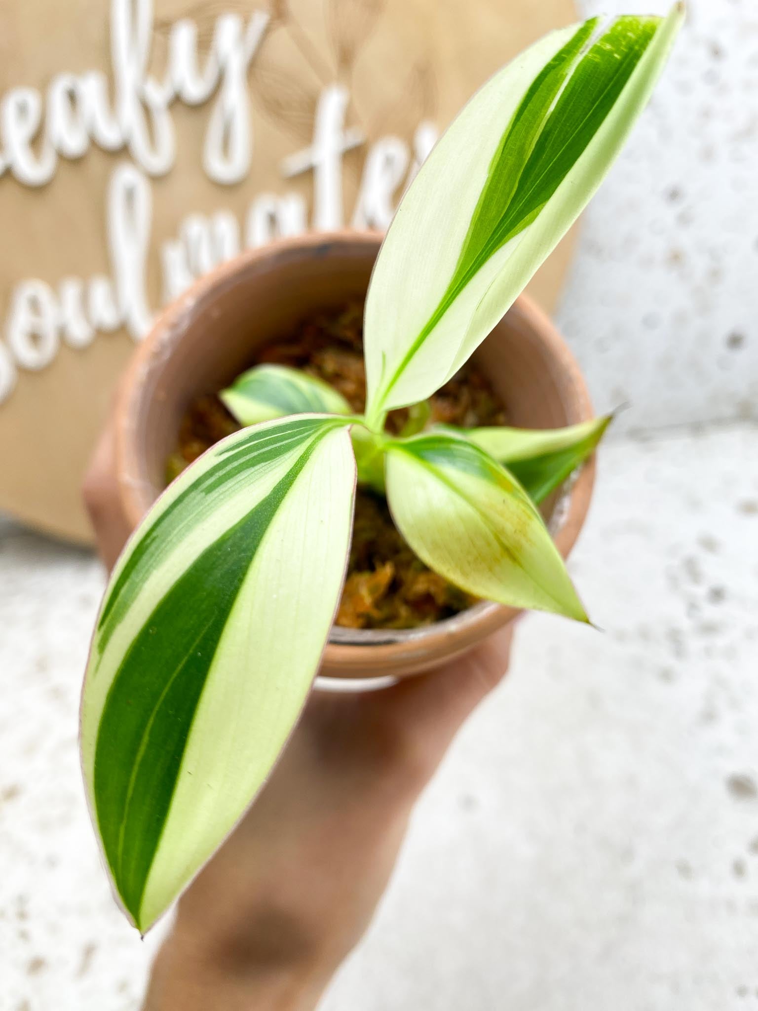 Musa NONO Variegated 5 Leaves 5 Nodes  Slightly Rooted