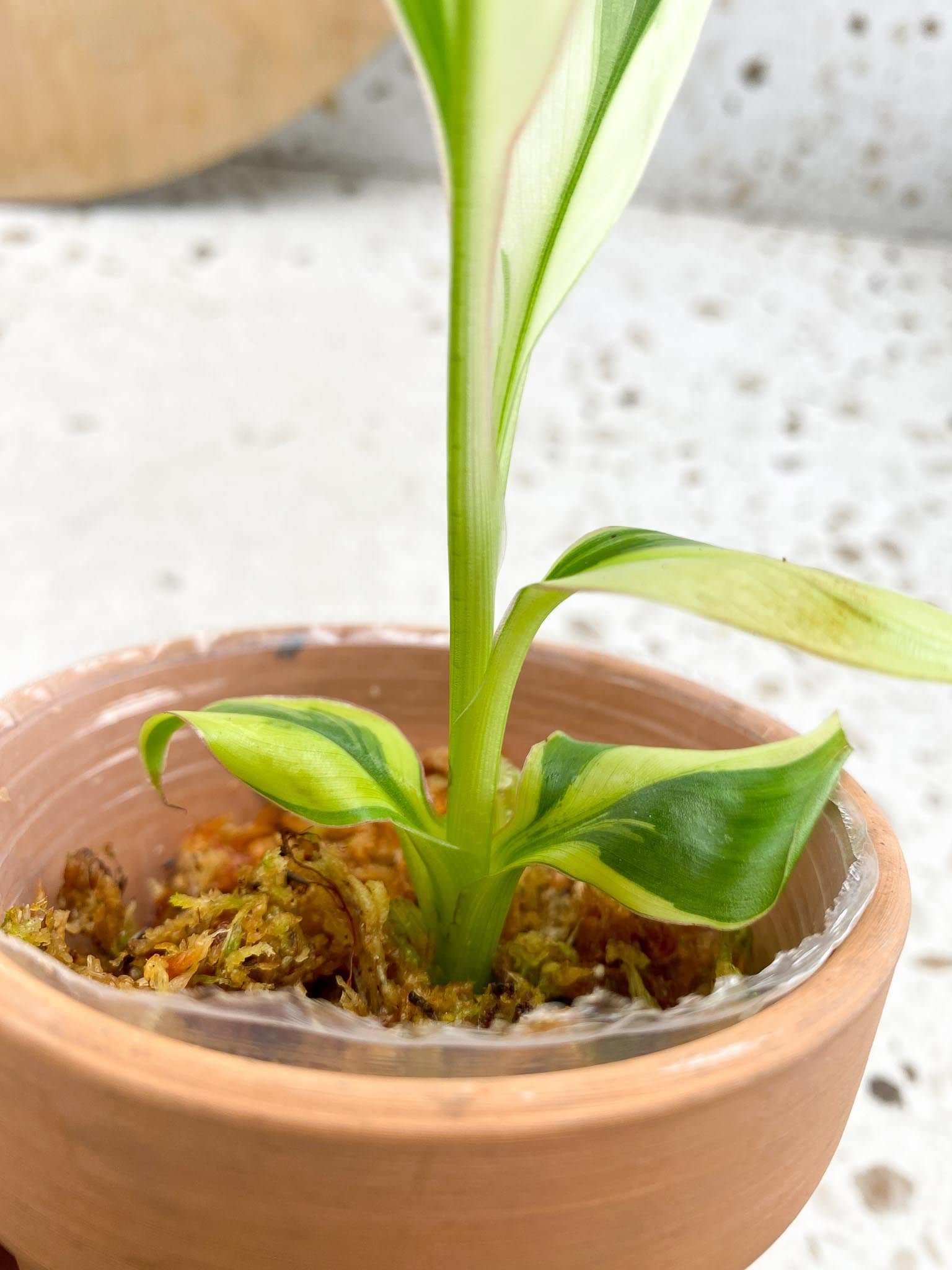 Musa NONO Variegated 5 Leaves 5 Nodes  Slightly Rooted